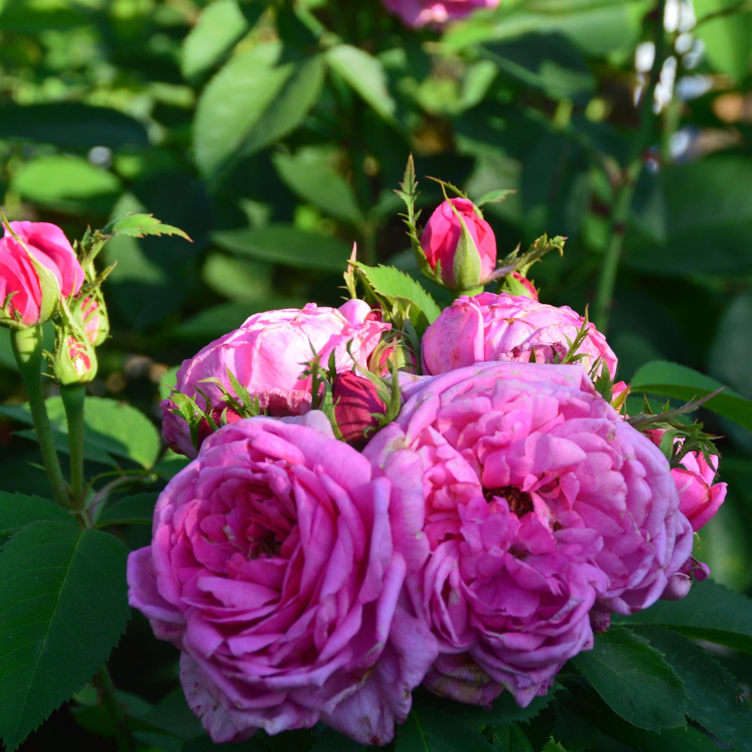 Swiss Damask