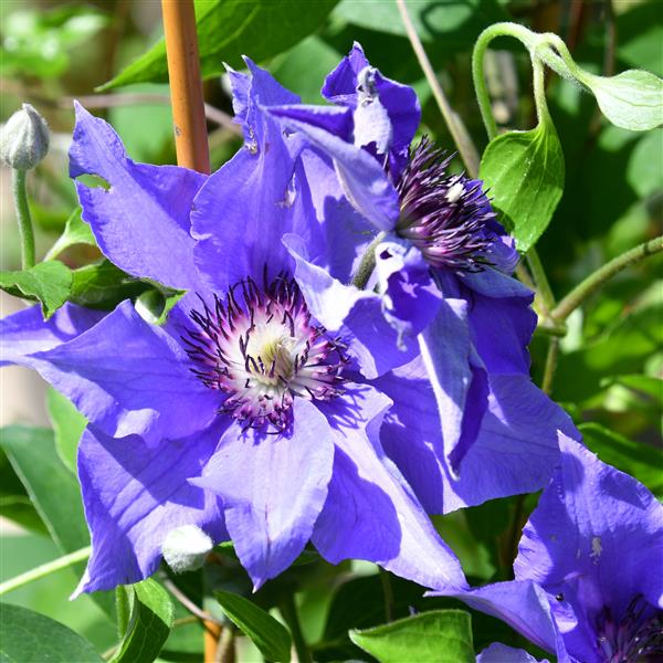 Clematis hybride Königskind