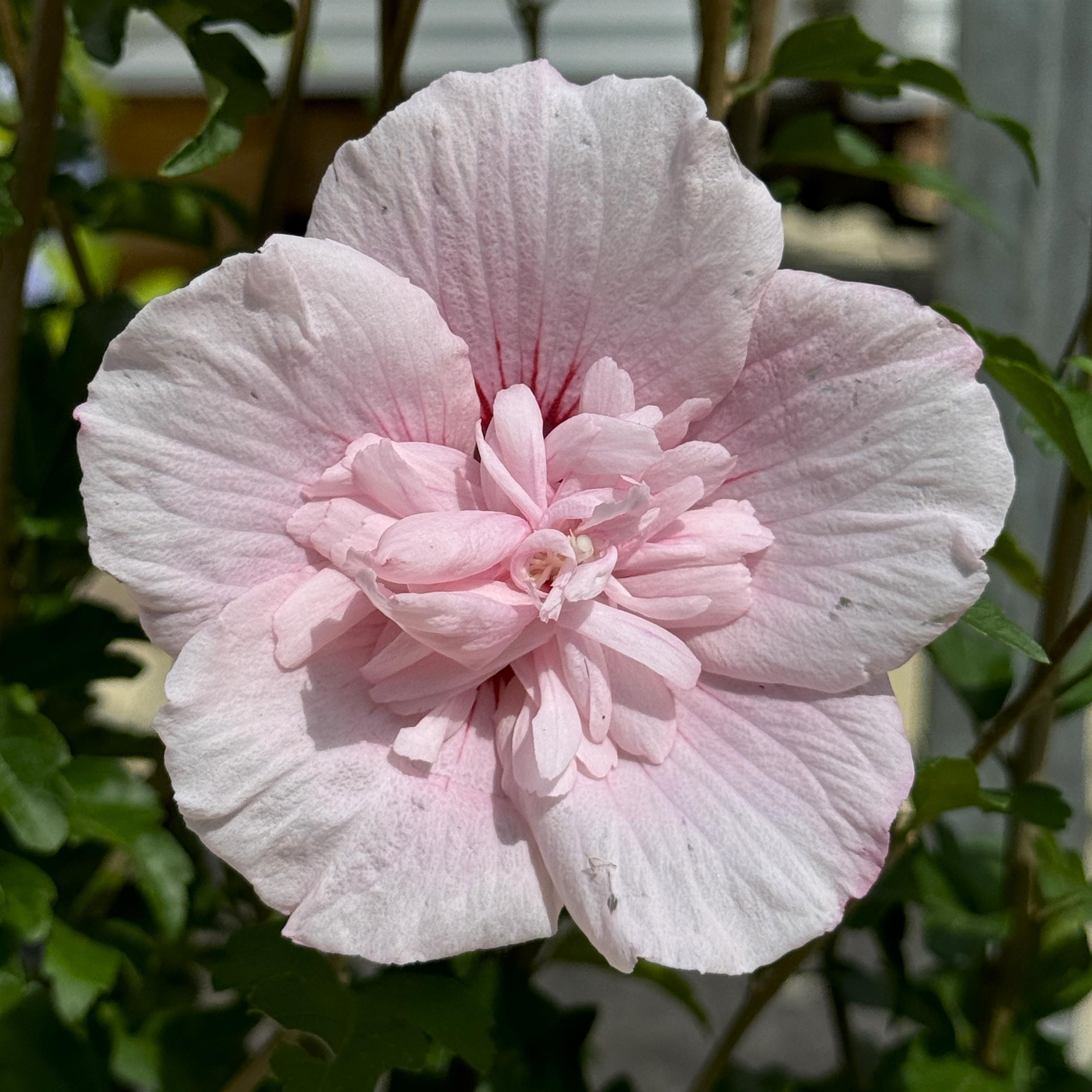 Hibiscus syriacus 'Pink Chiffon'