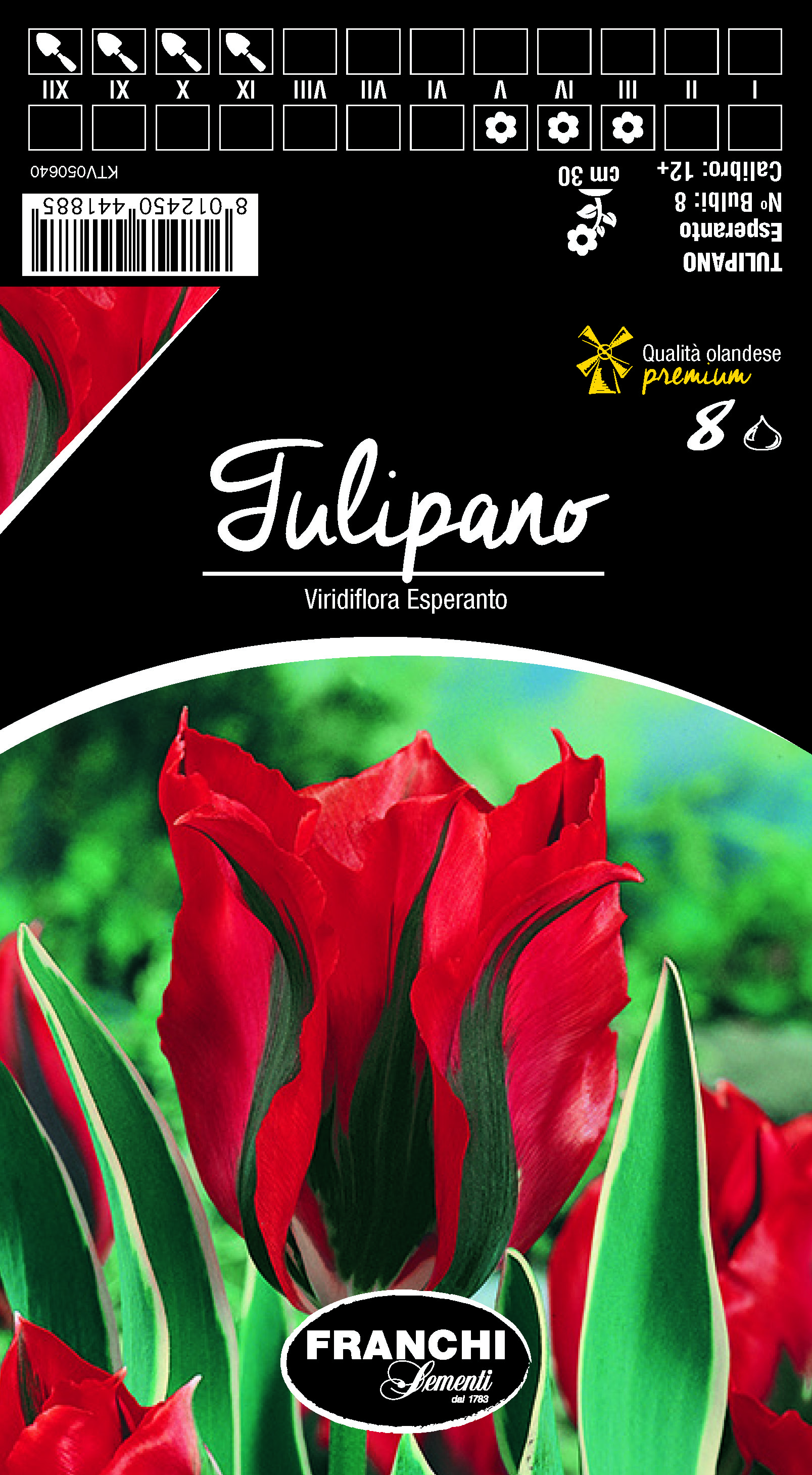 Tulpe Viridiflora Esparanto
