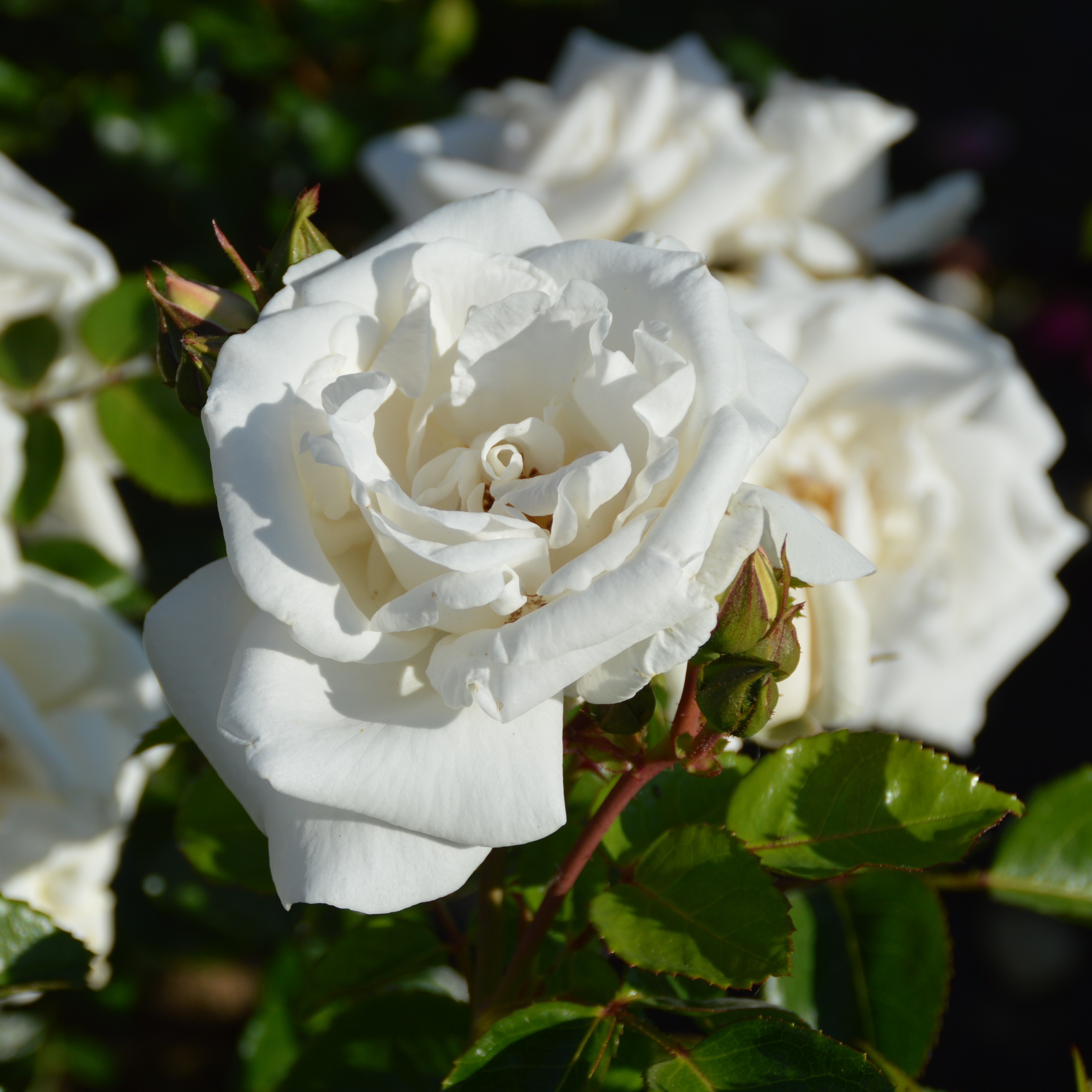 White New Dawn