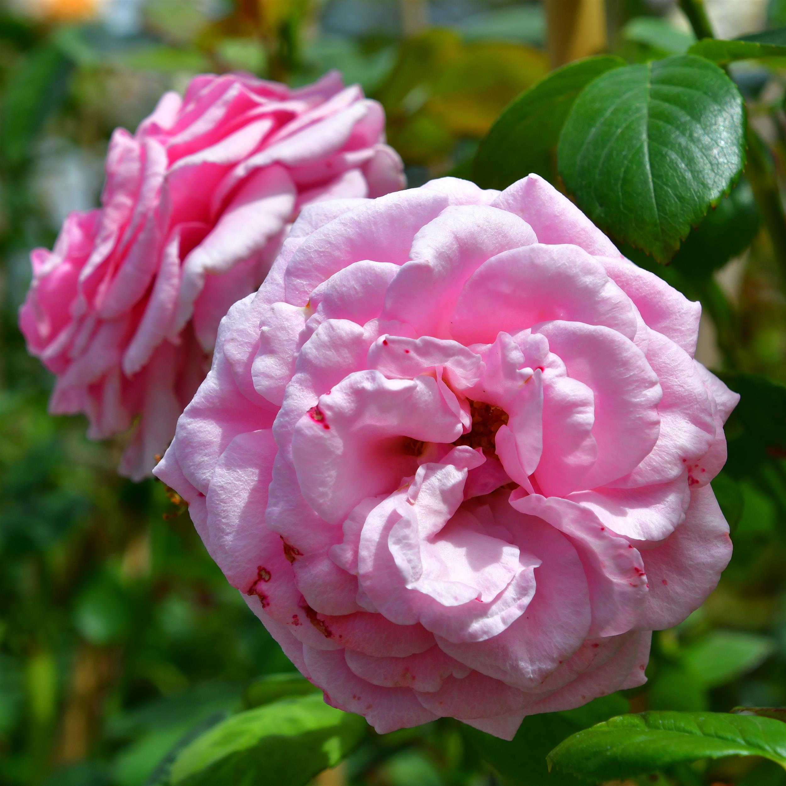 Pink Dream