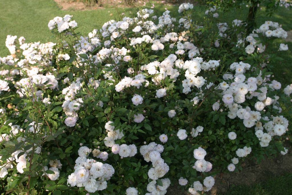 Dainty White - Stammrose 90 cm