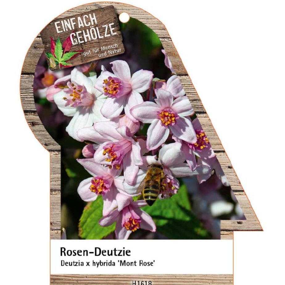 Deutzia hybrida ´Mont Rose`