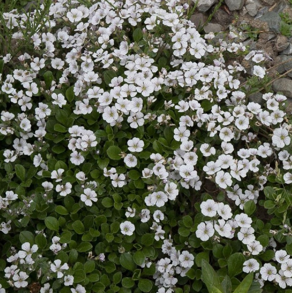 Gypsophila cerastioides 0,5L
