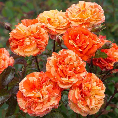 Oranges and Lemons / Papagena