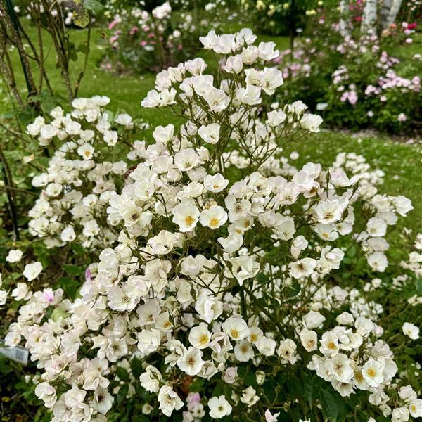 Lucy´s Rose - Stammrose 110 cm