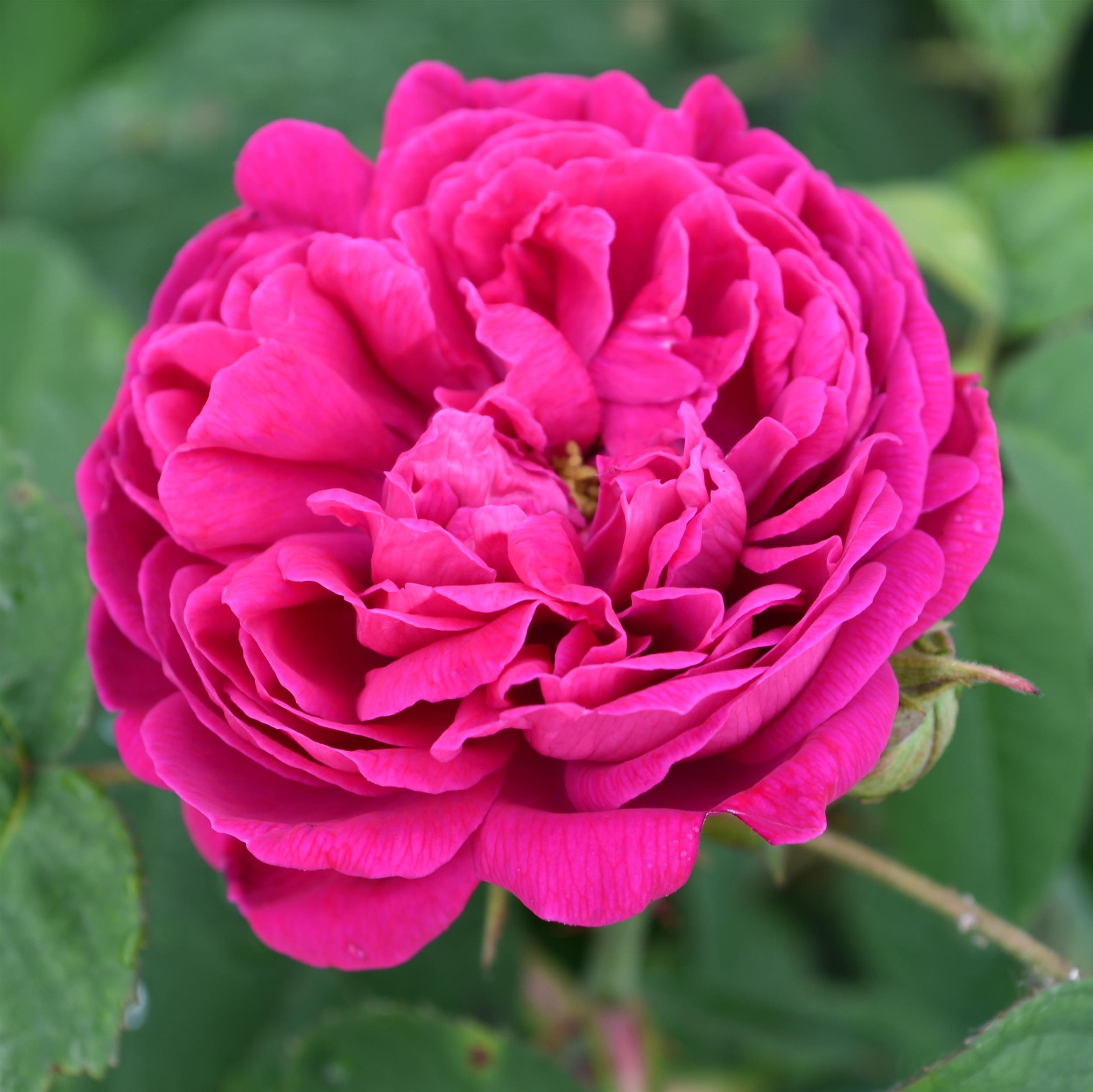 de Resht - Stammrose 90 cm