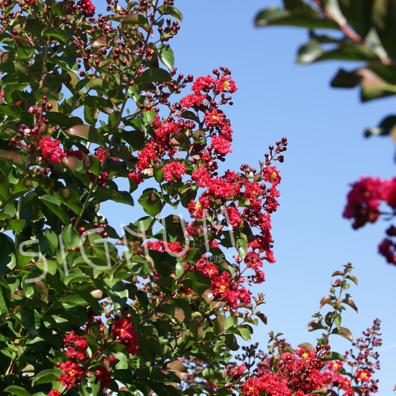 Lagerstroemia Dynamite 5L