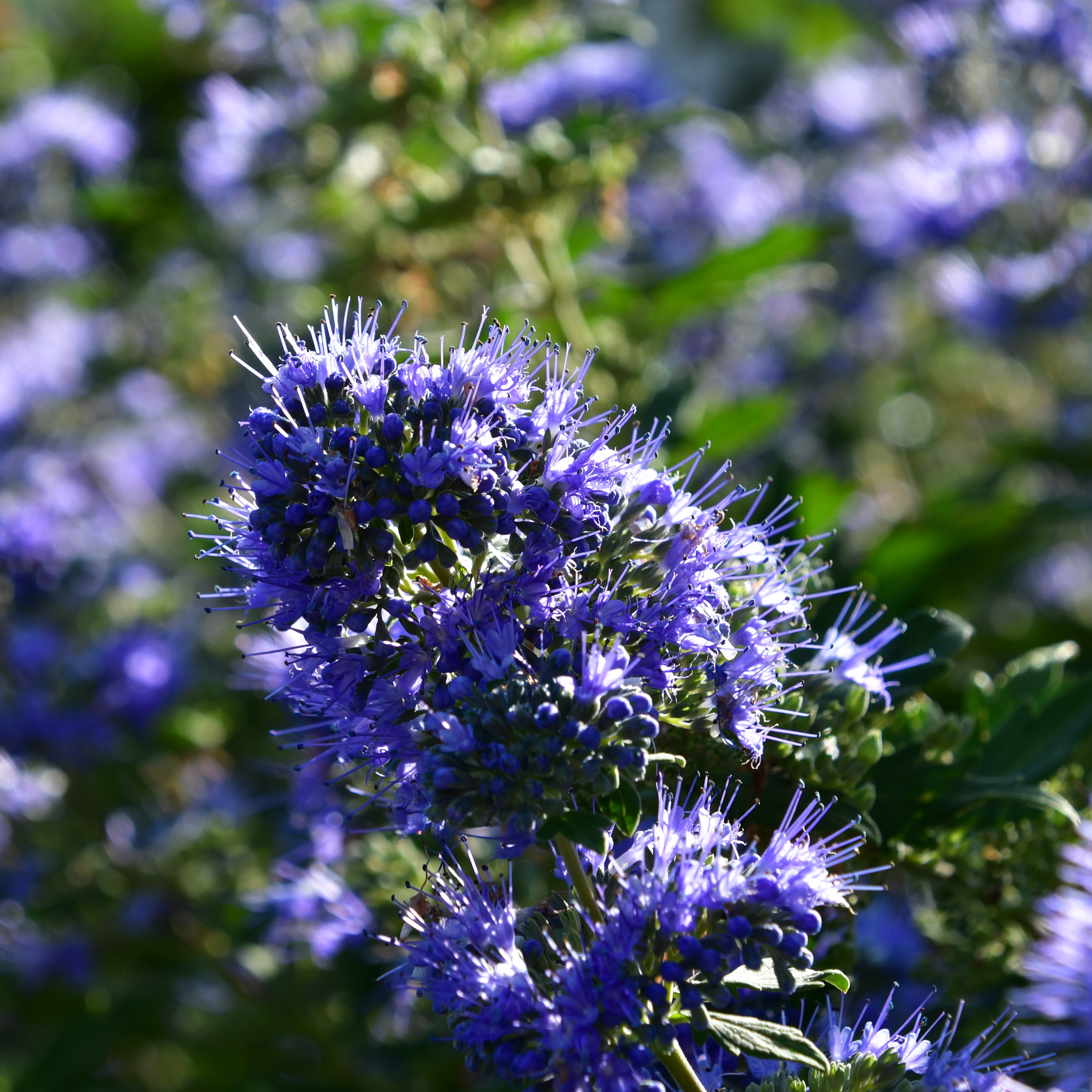 Caryopteris clandonensis 'Dark Knight' 3L