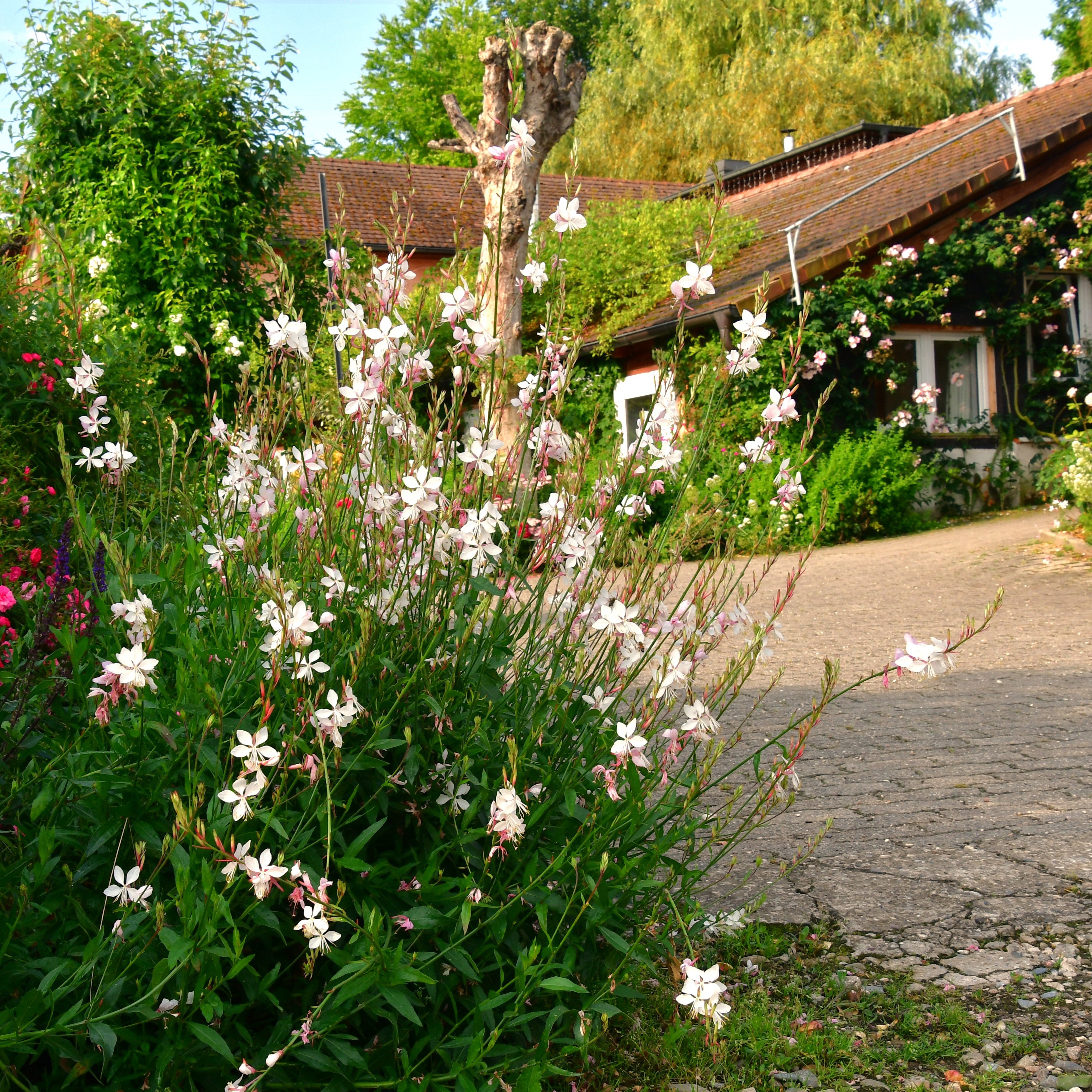 Gaura lindheimerii Whirling Butterfles 2L