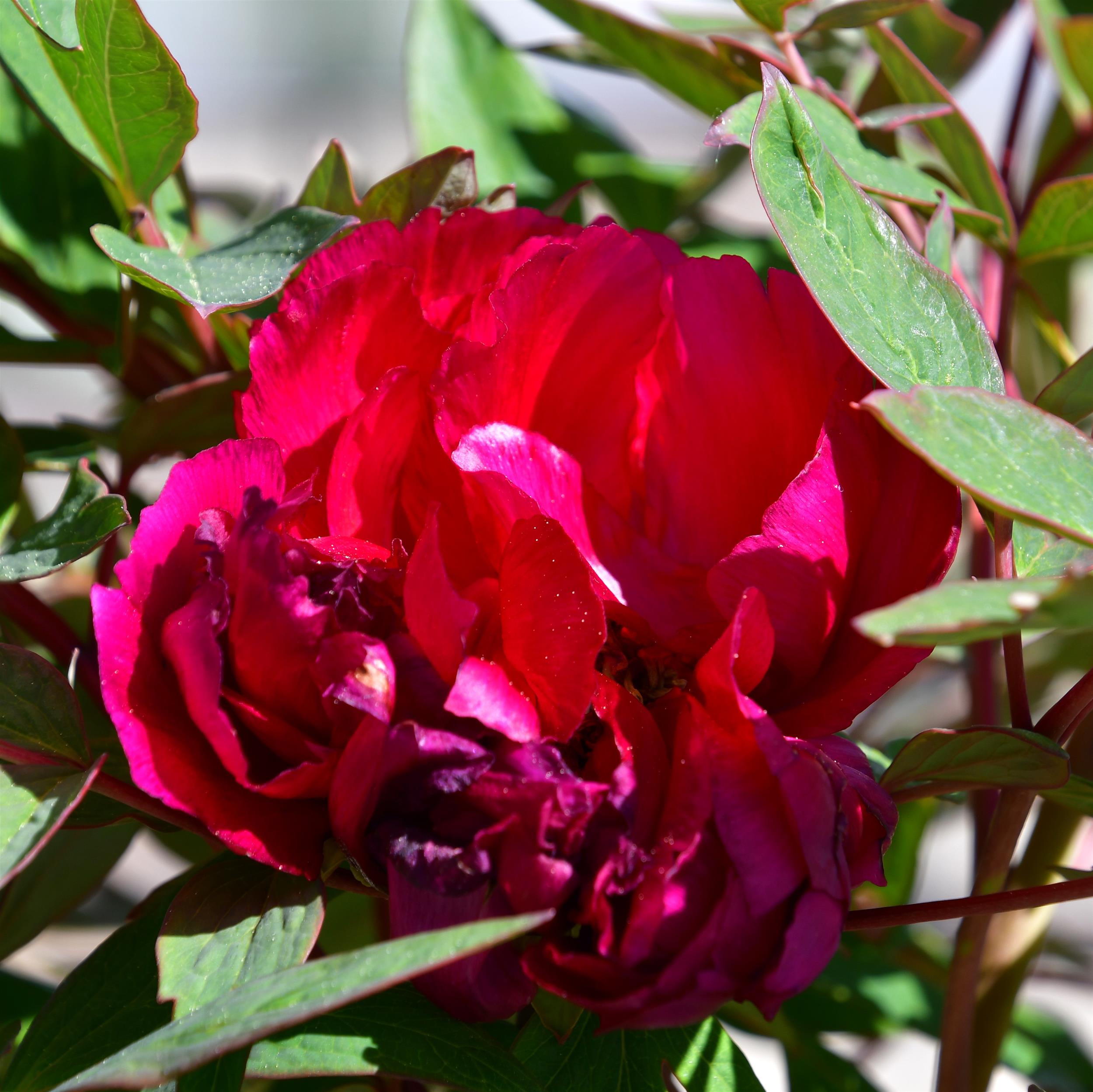 Paeonia suffruticosa Mo Run Jue Lun