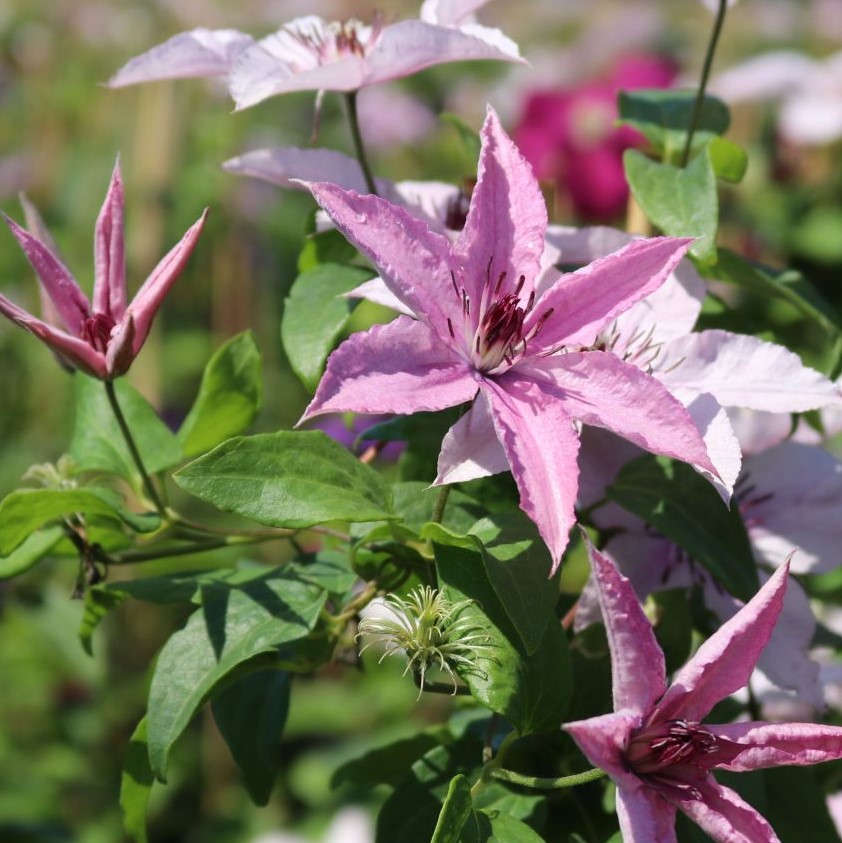 Clematis Hagley Hybrid