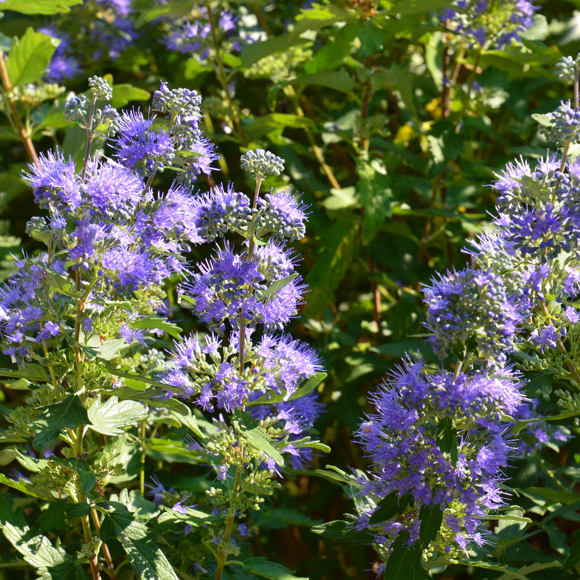 Caryopteris x clandonensis 'Grand Bleu'