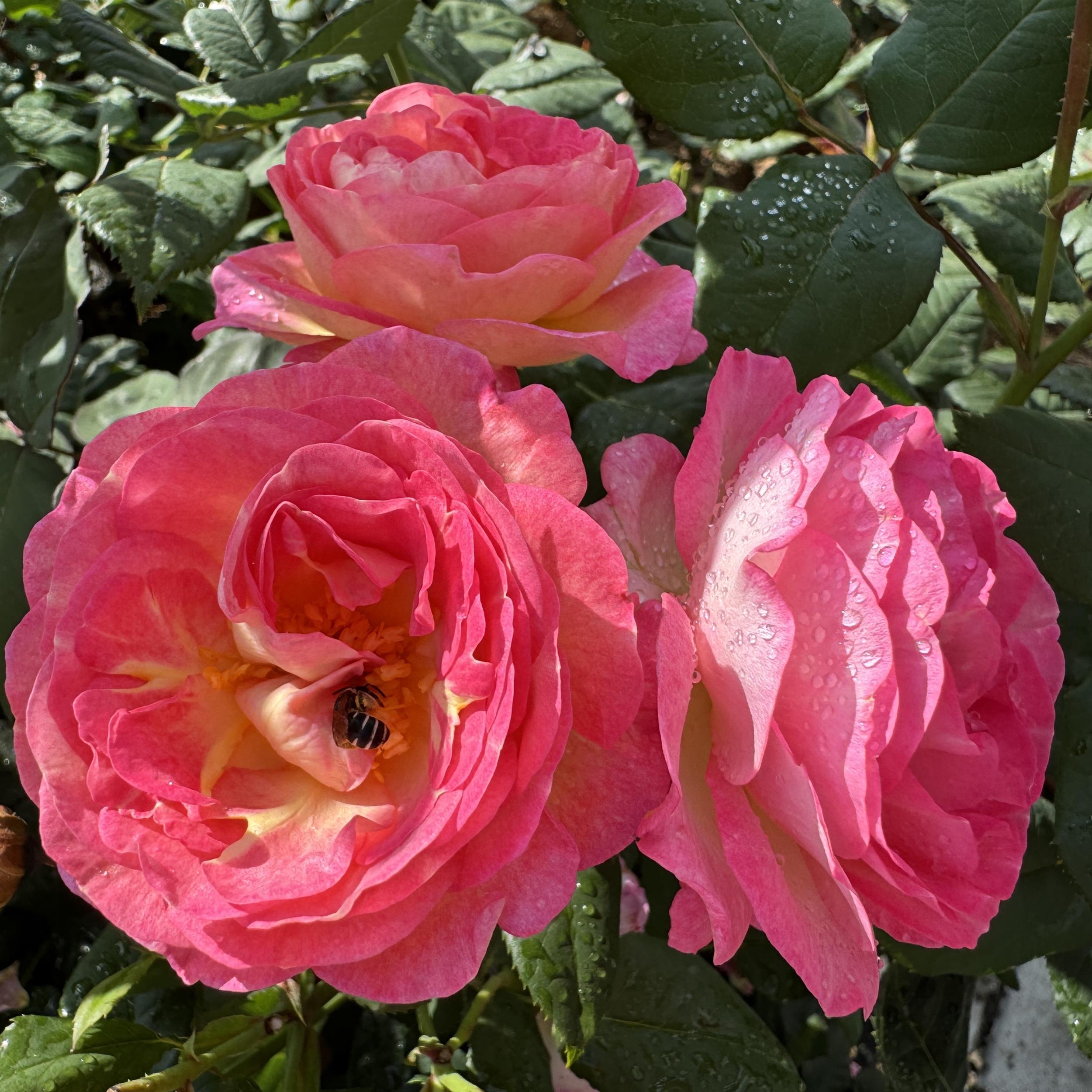Mme de Stael