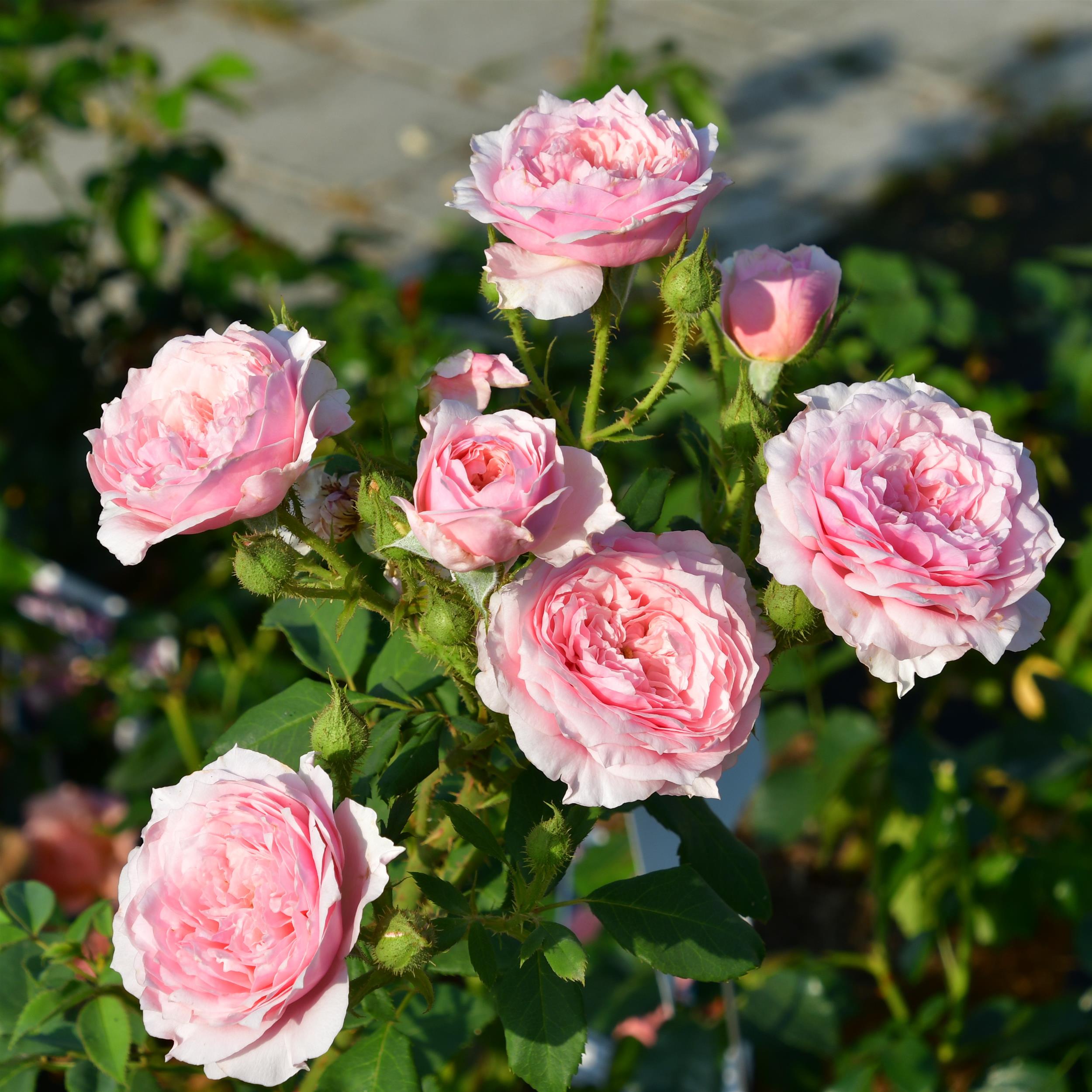 Antique Rose (Scarman)