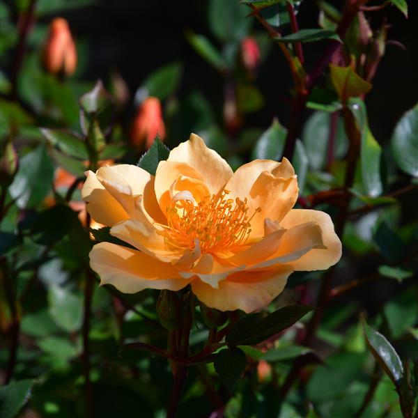 Humphrey`s Rose - Stammrose 90cm