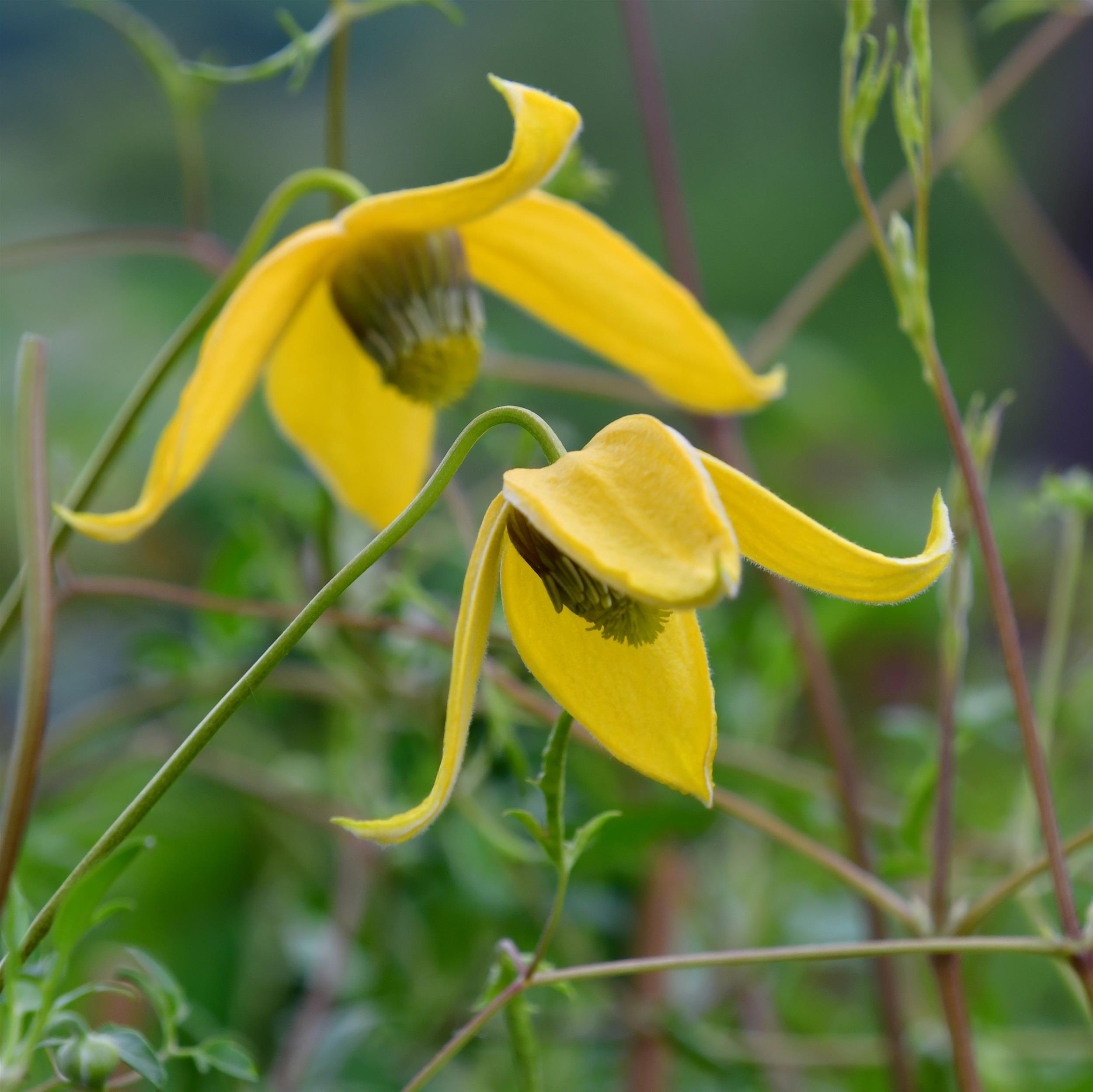 Clematis tangutica 'Helios'