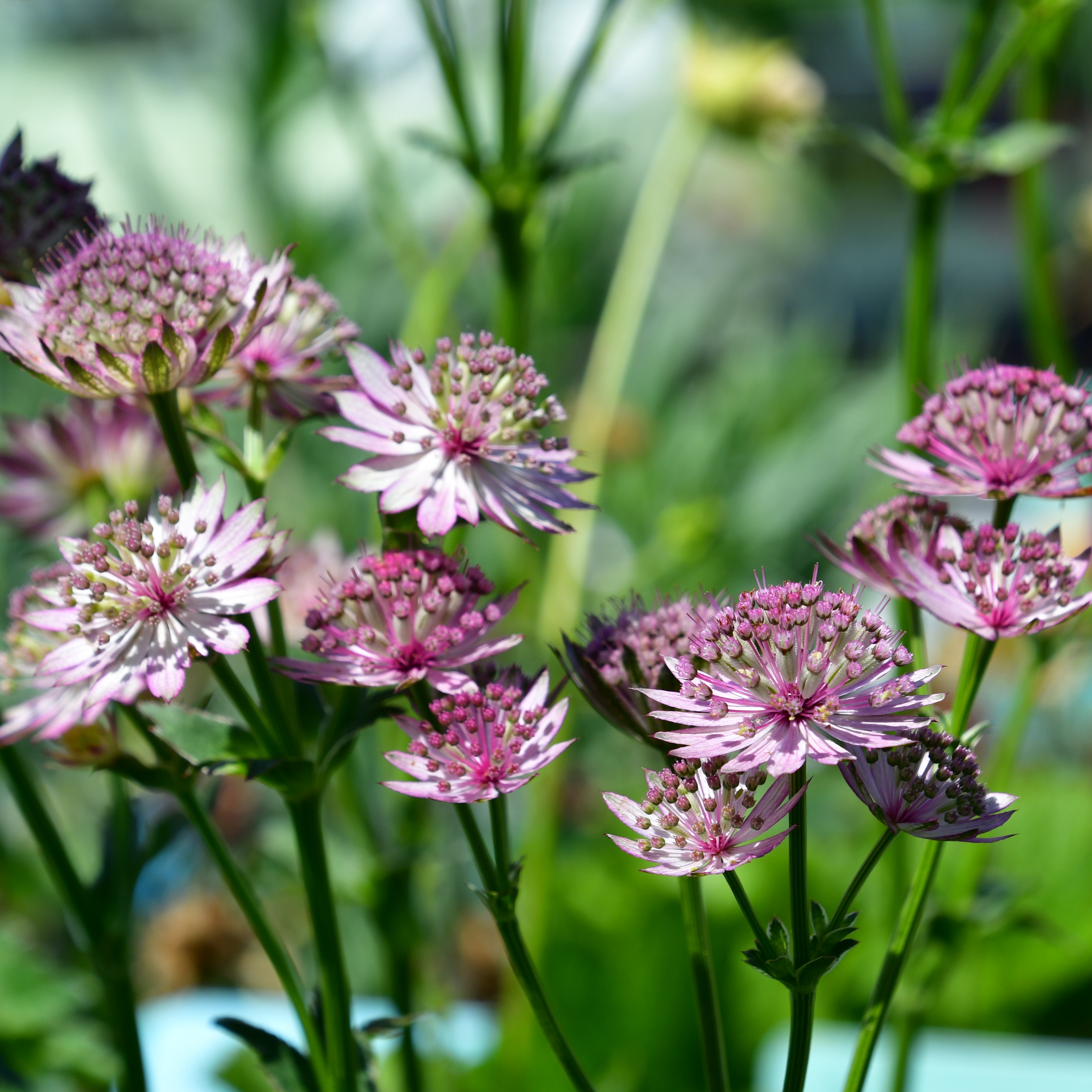Astrantia major 'Roma' 1L