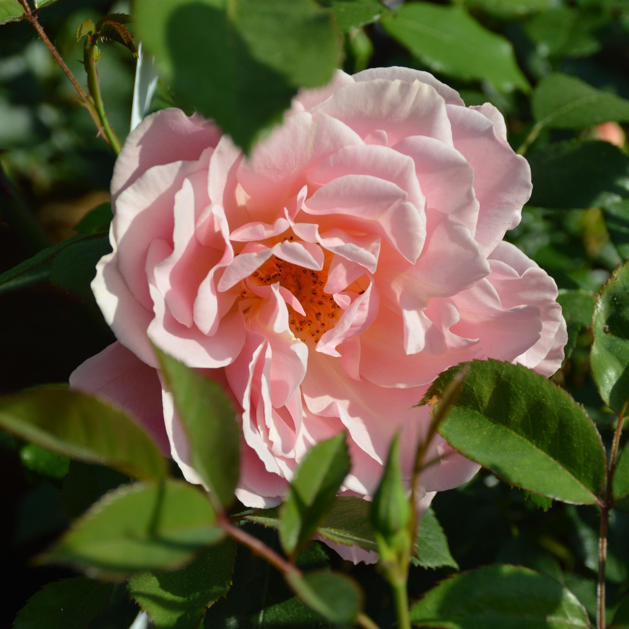 Liliane Juchli