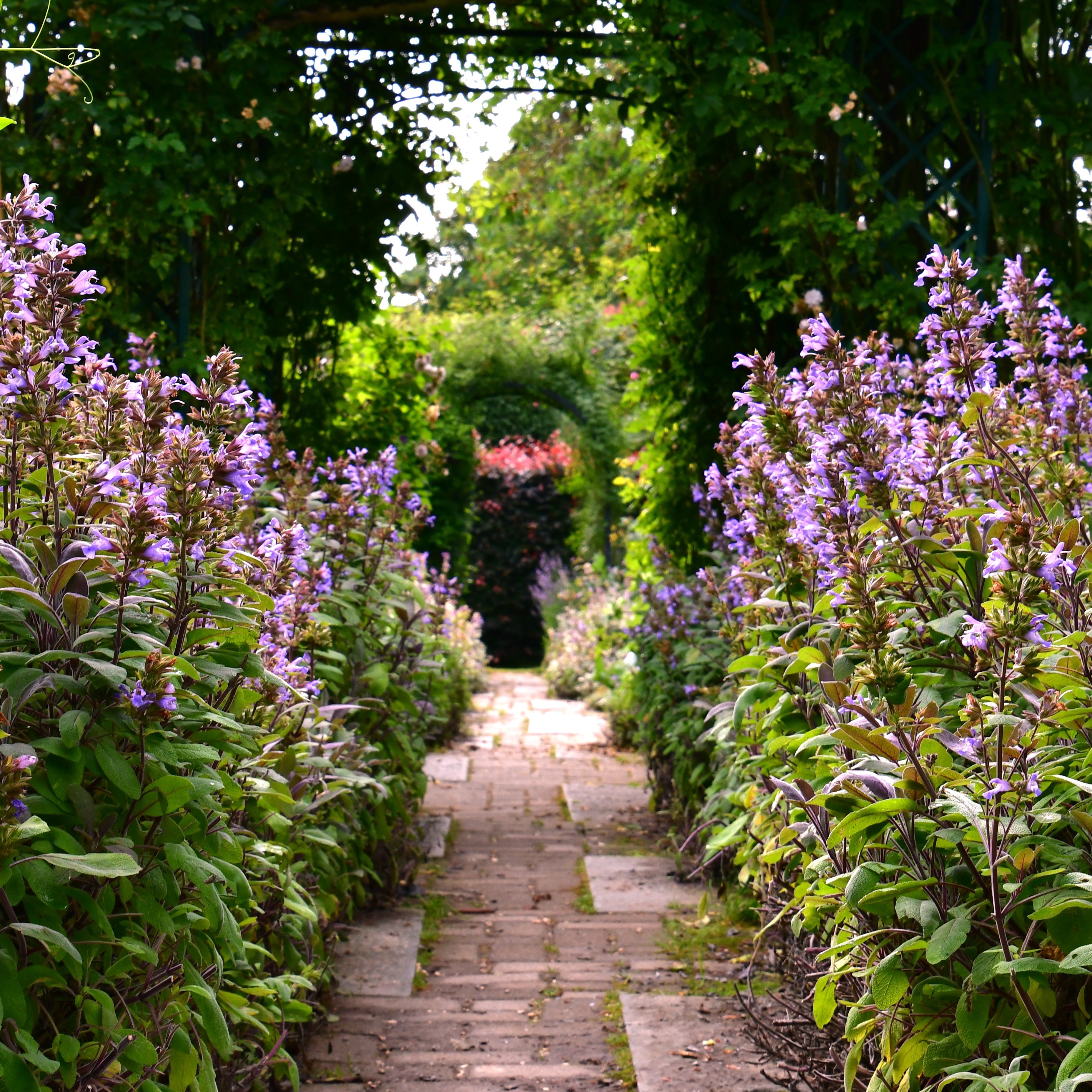 Salvia officinalis 'Purpurascens' 1L