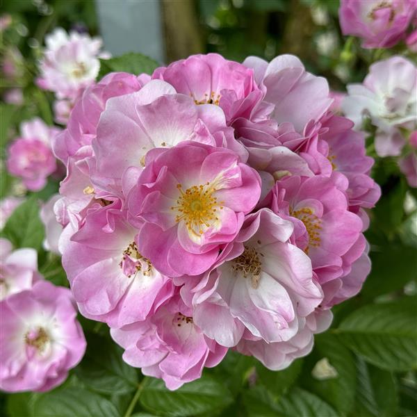 Apple Blossom