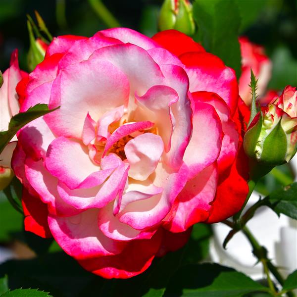 Jubilé de Prince de Monaco