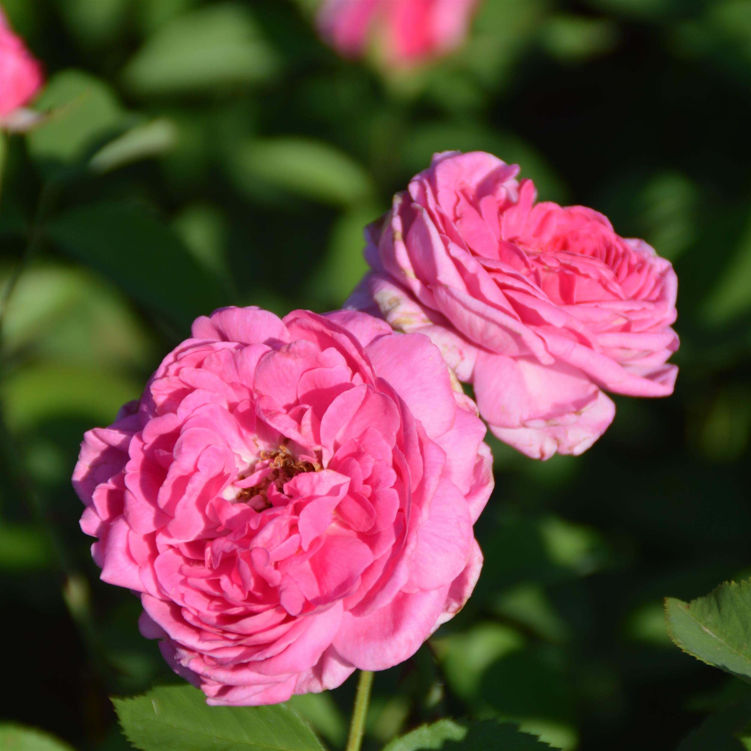 Swiss Damask