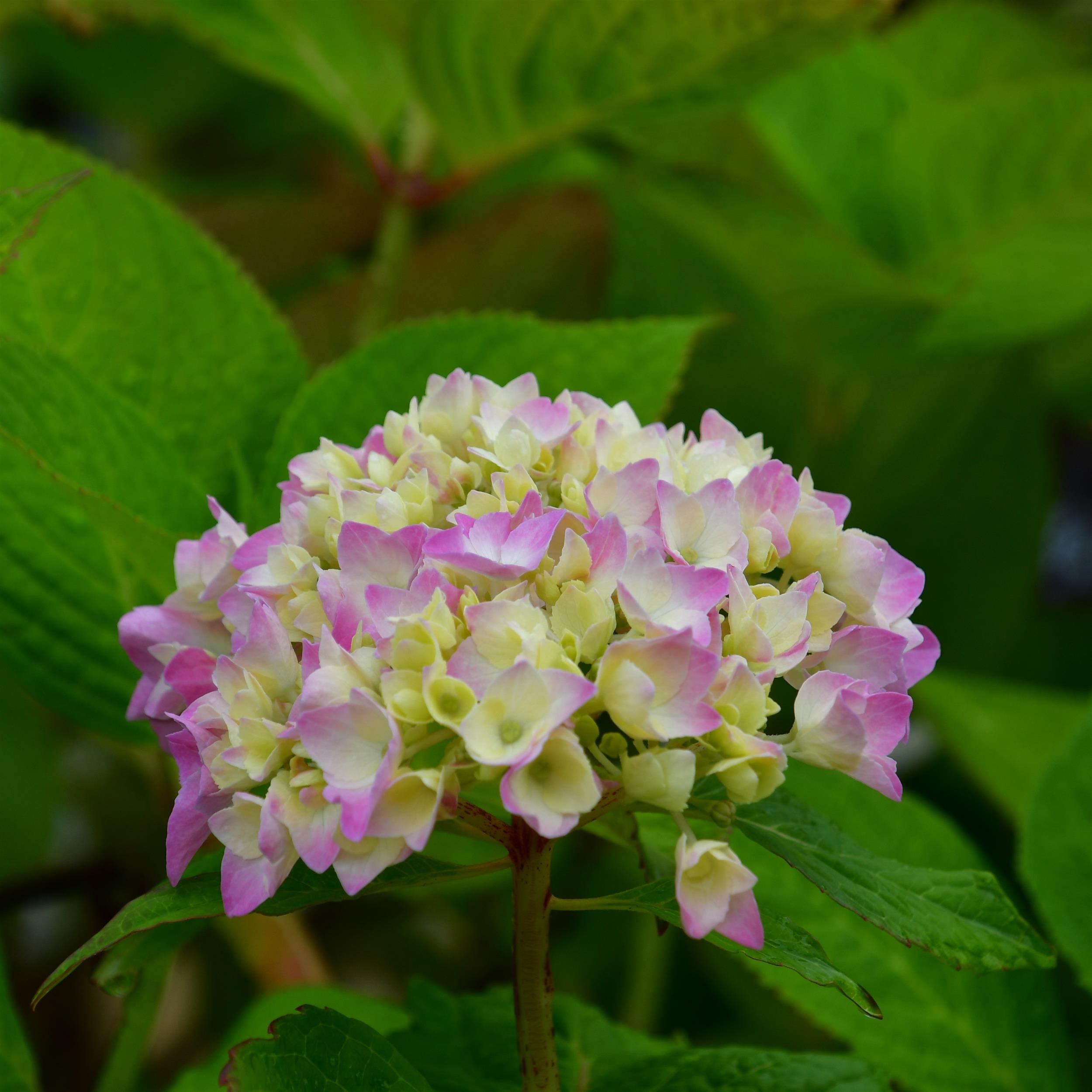 Hydrangea Endless Summer The Original