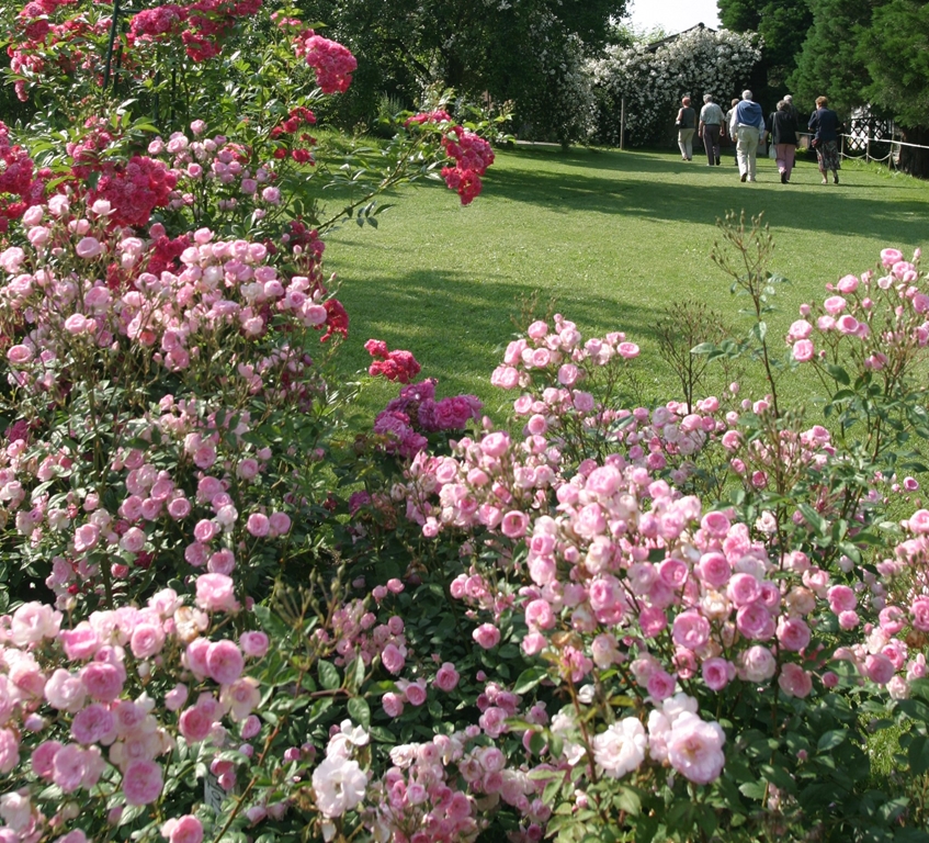 Mozart´s Lady - Stammrose 110 cm