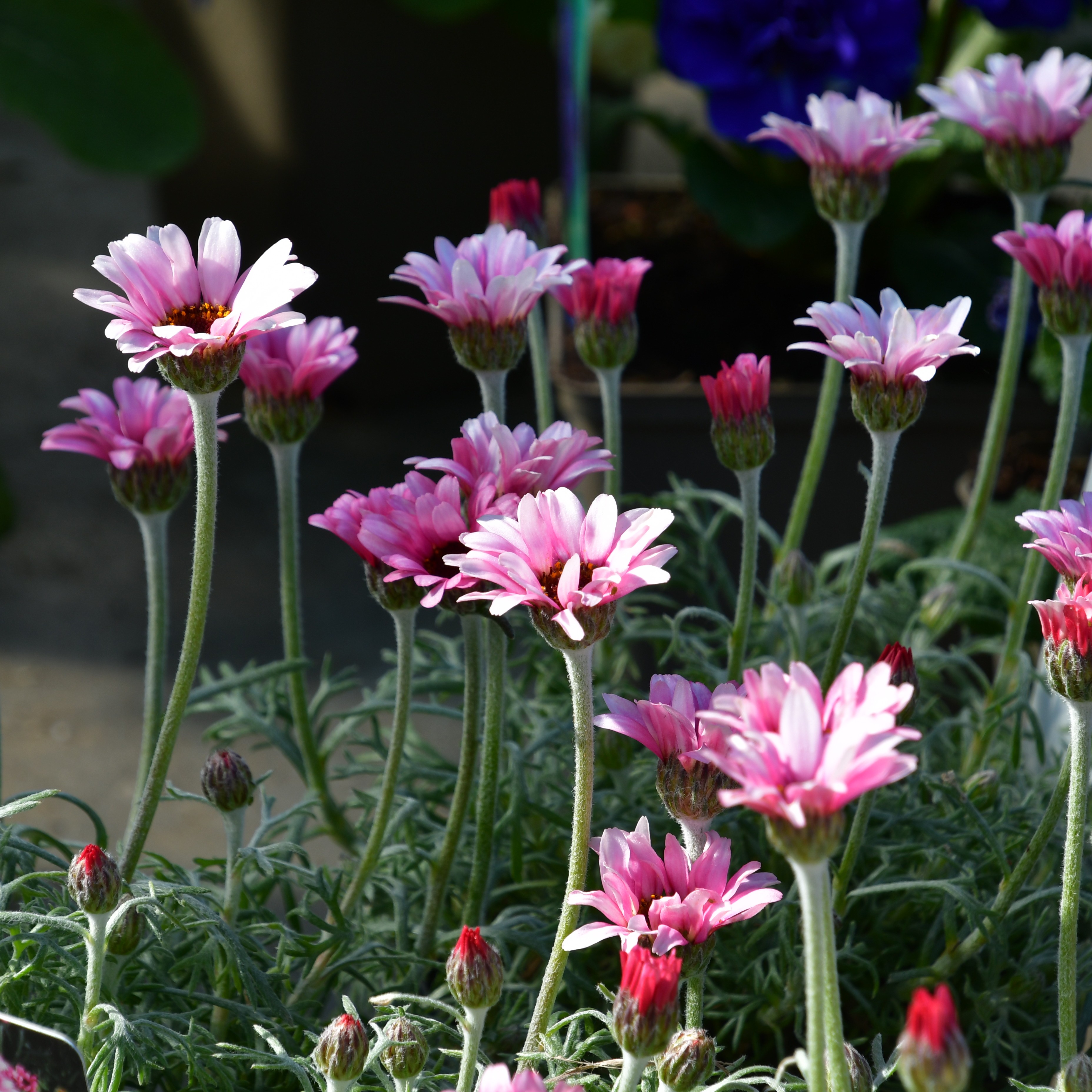 Rhodanthemum hosmariense 'African Rose' 1L