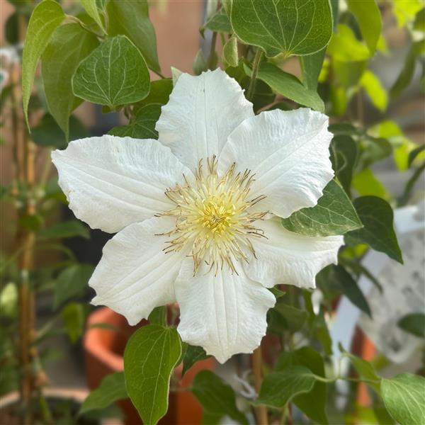Clematis Hyb. Saalomon