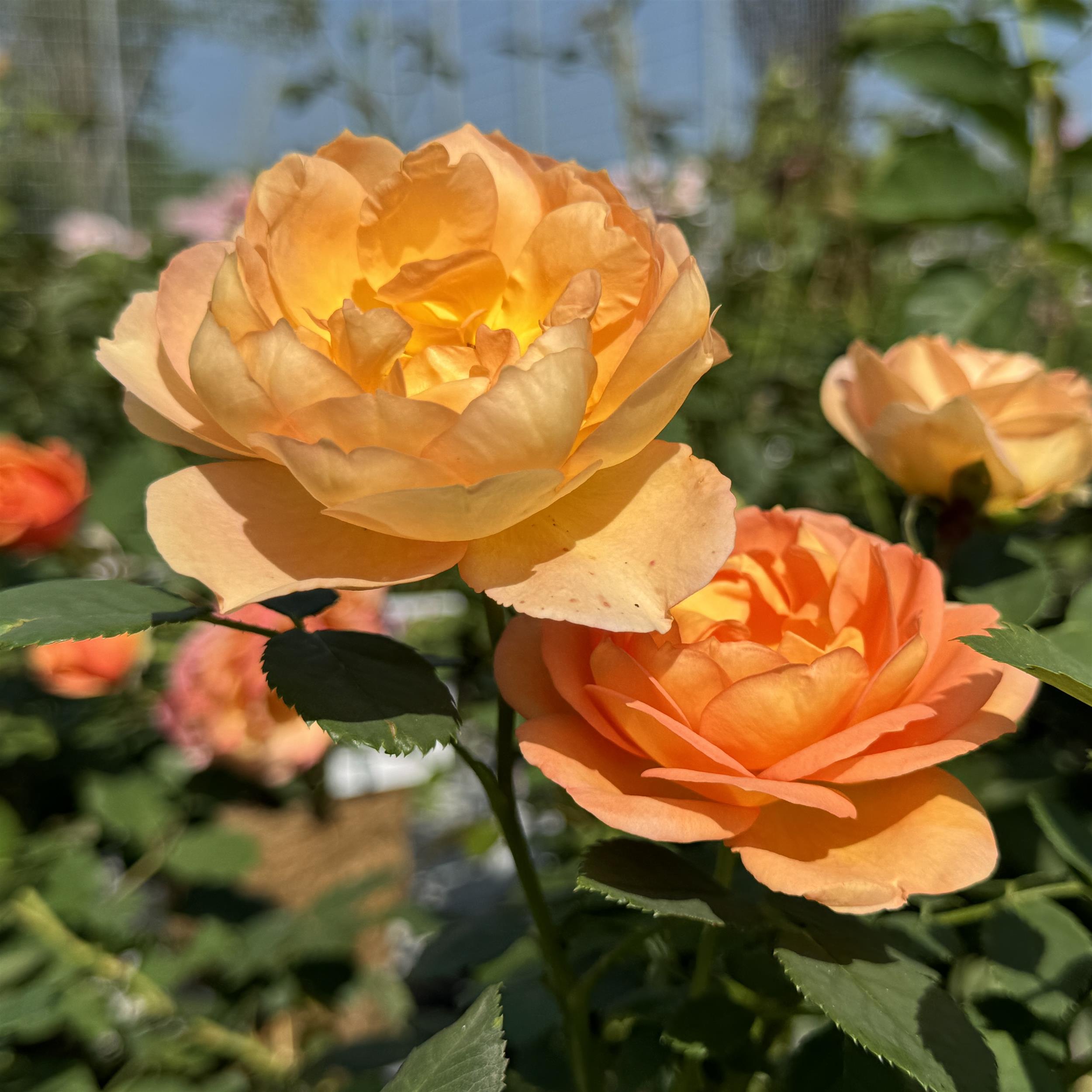 Lady of Shalott