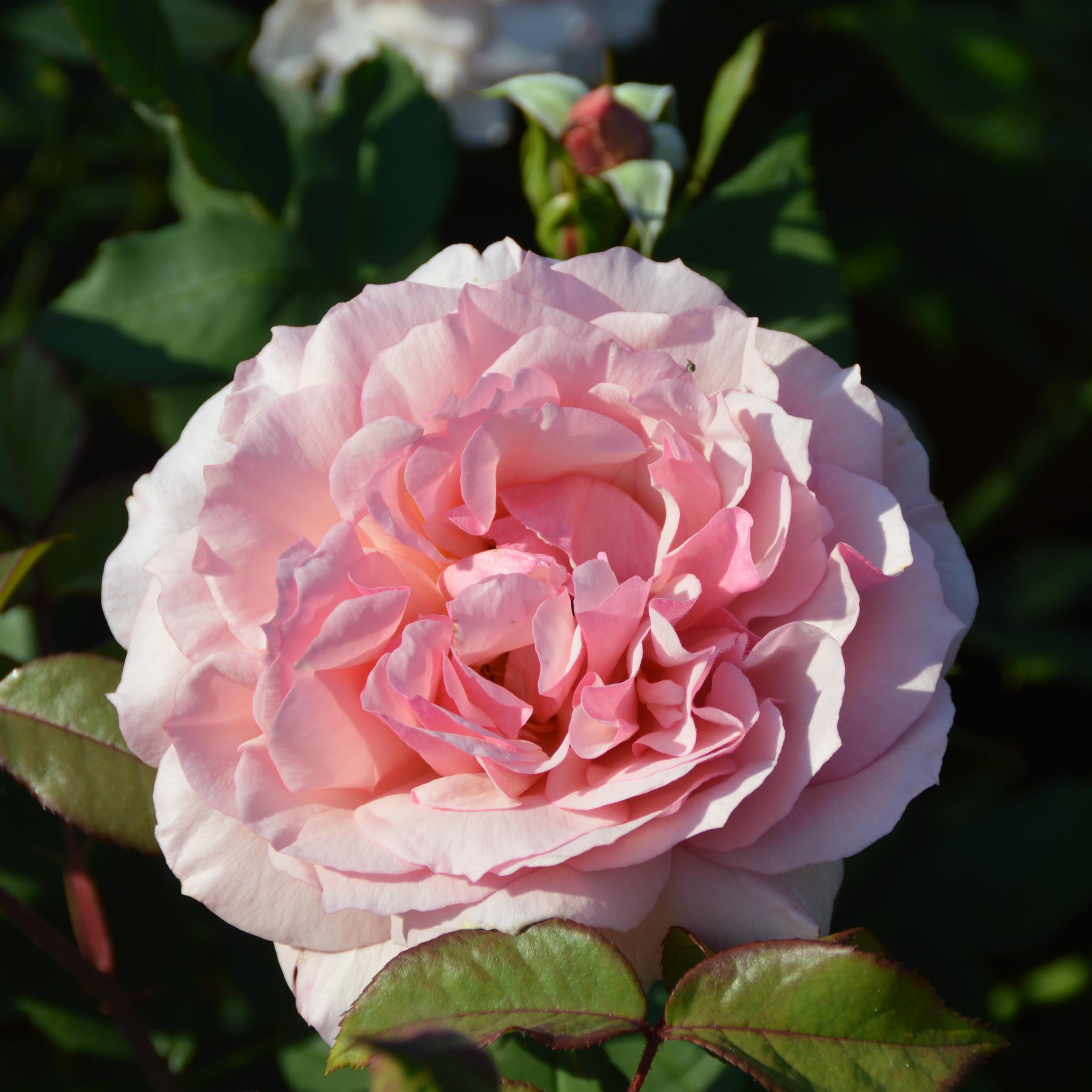 Georgette´s Lace