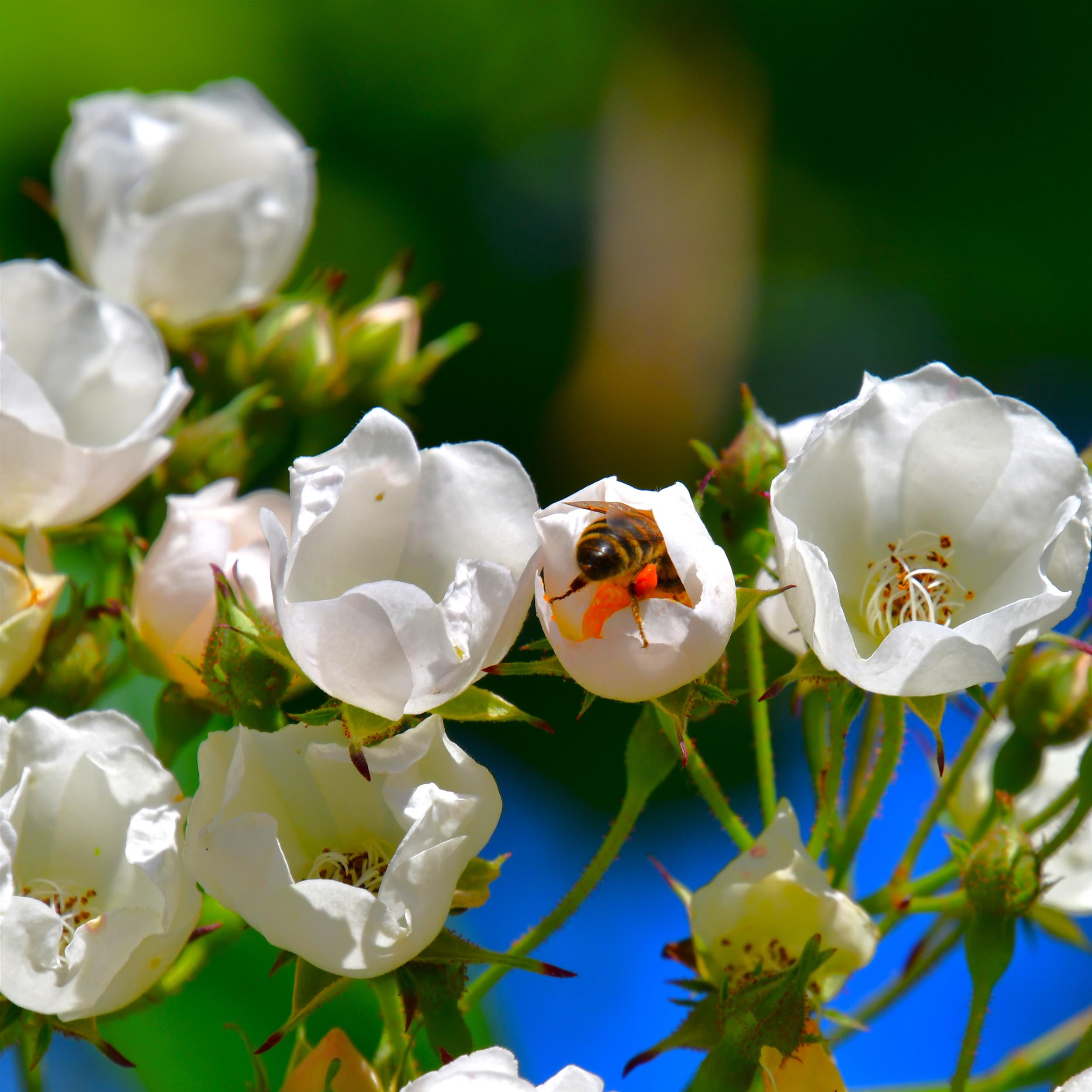 Ettenbühler Glöckchen