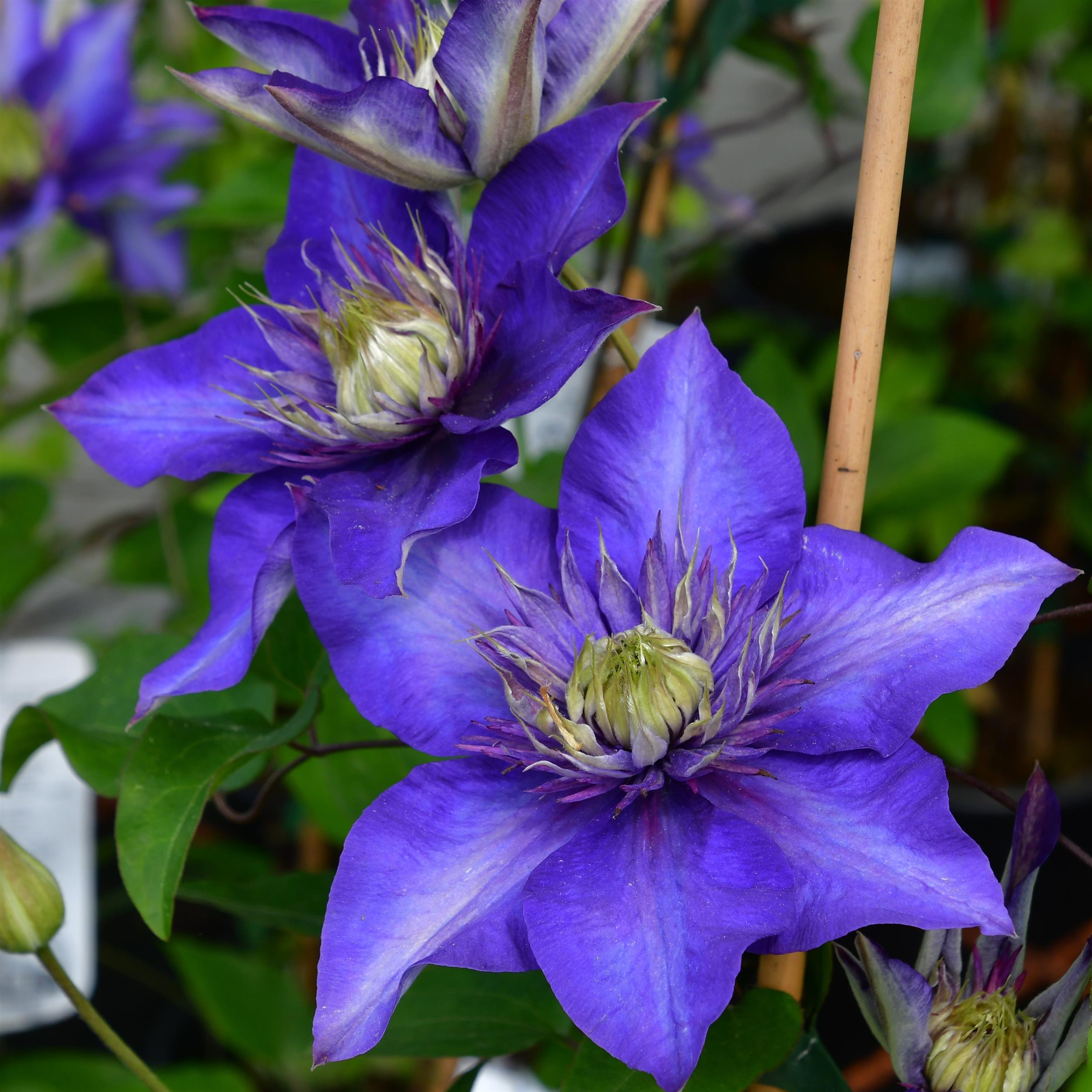 Clematis hyb. 'Multi Blue'