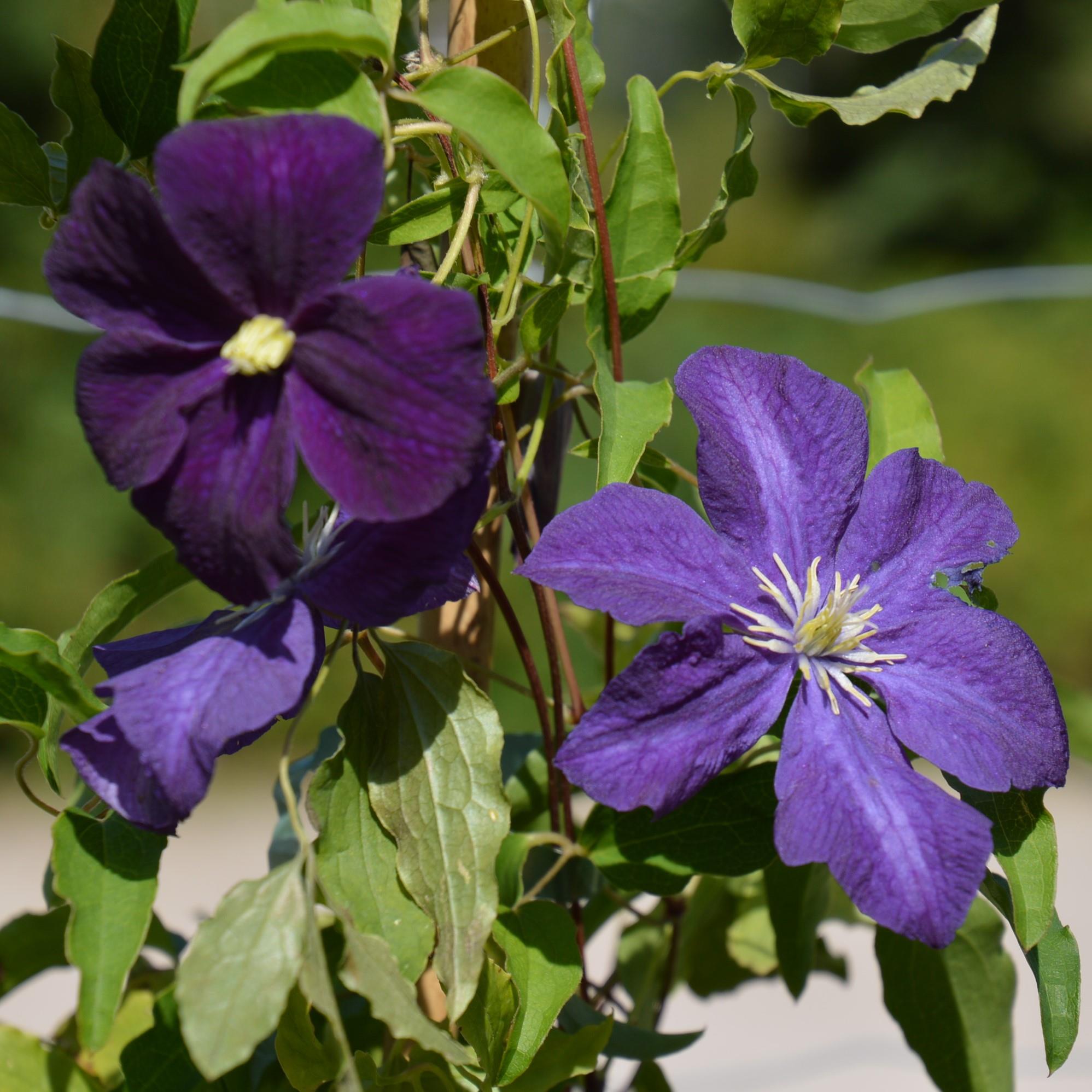 Clematis vitic. Aotearoa