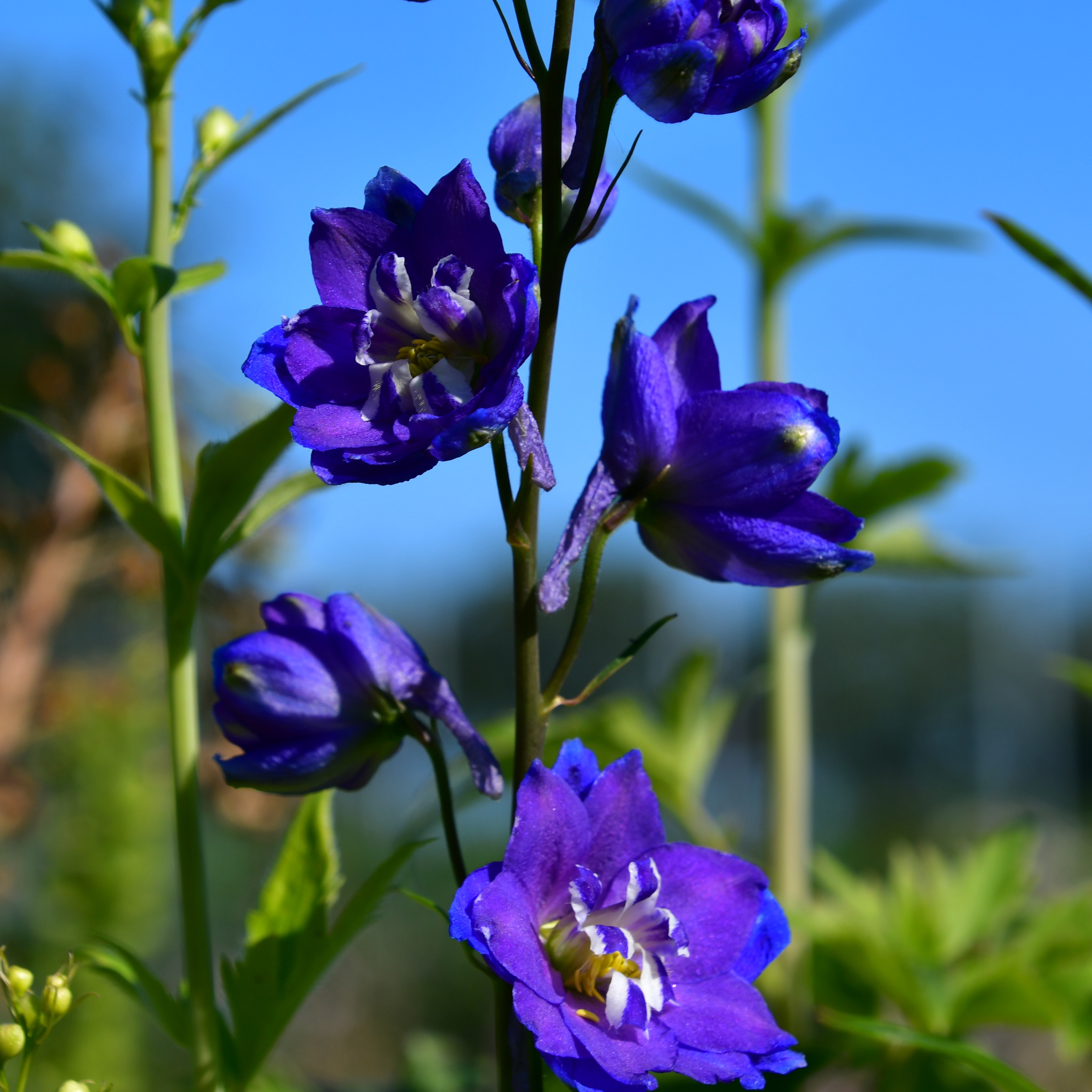 Delphinium x cul. Power 2L