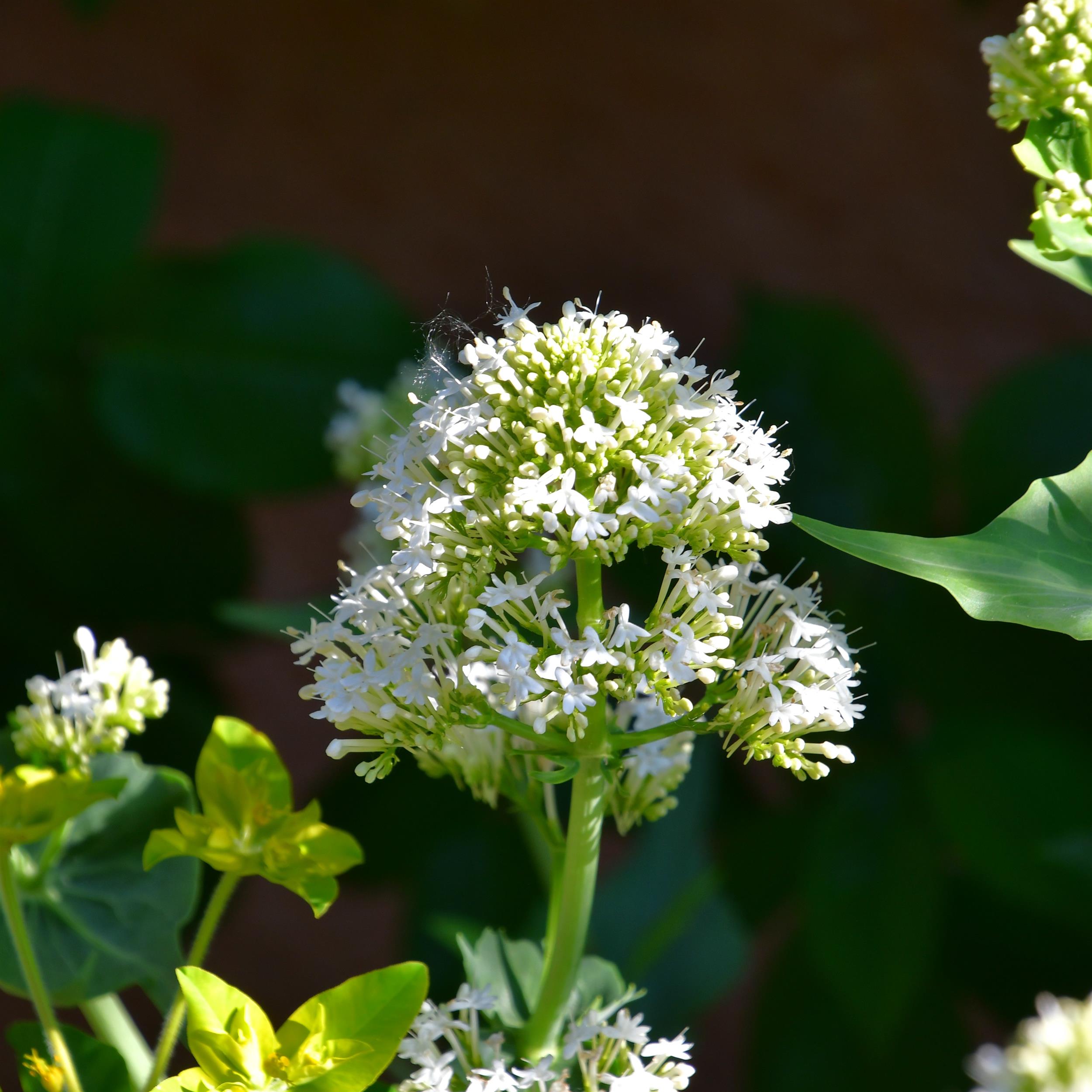 Centranthus ruber ' Albus' 1L