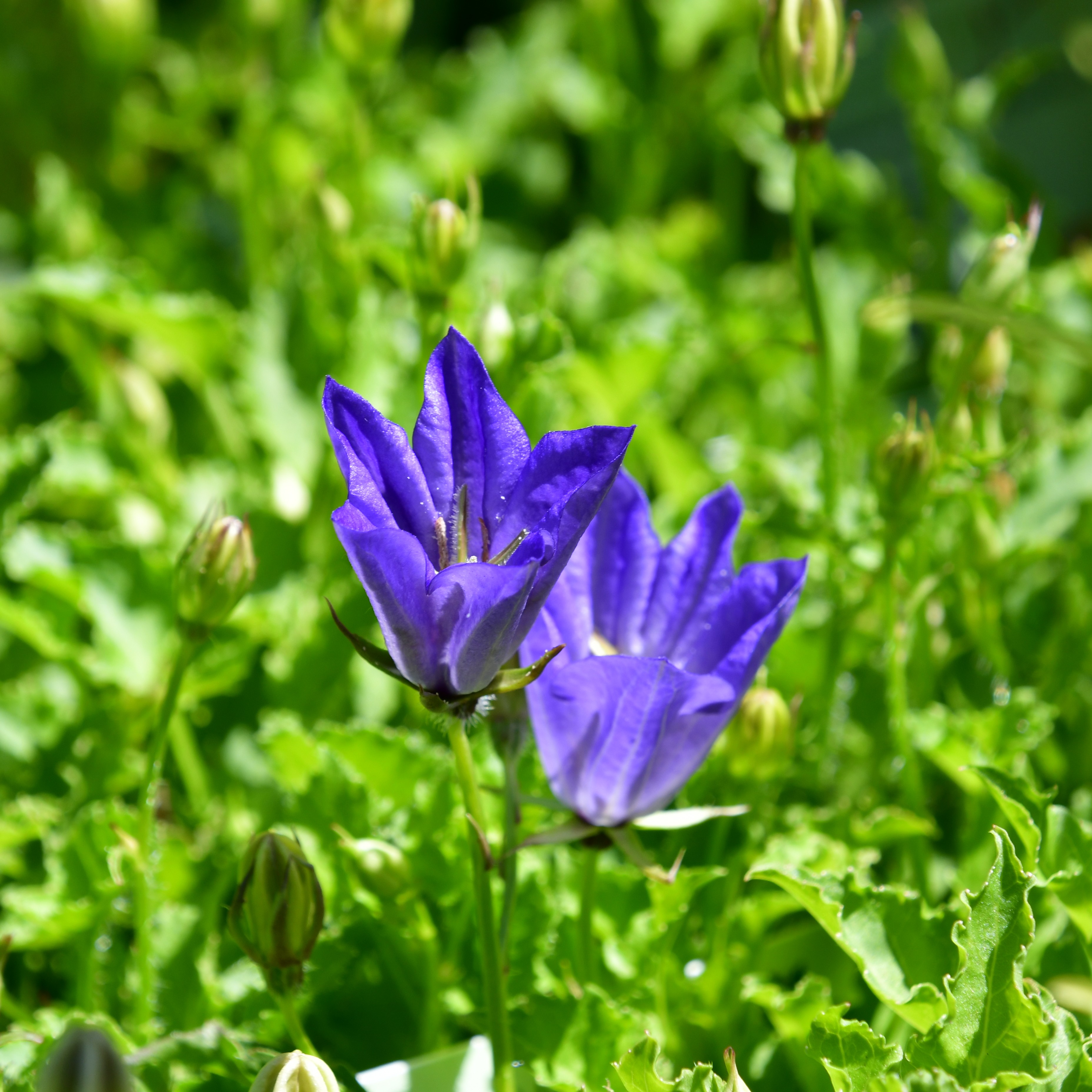 Campanula carp. Blaue Clips 1L