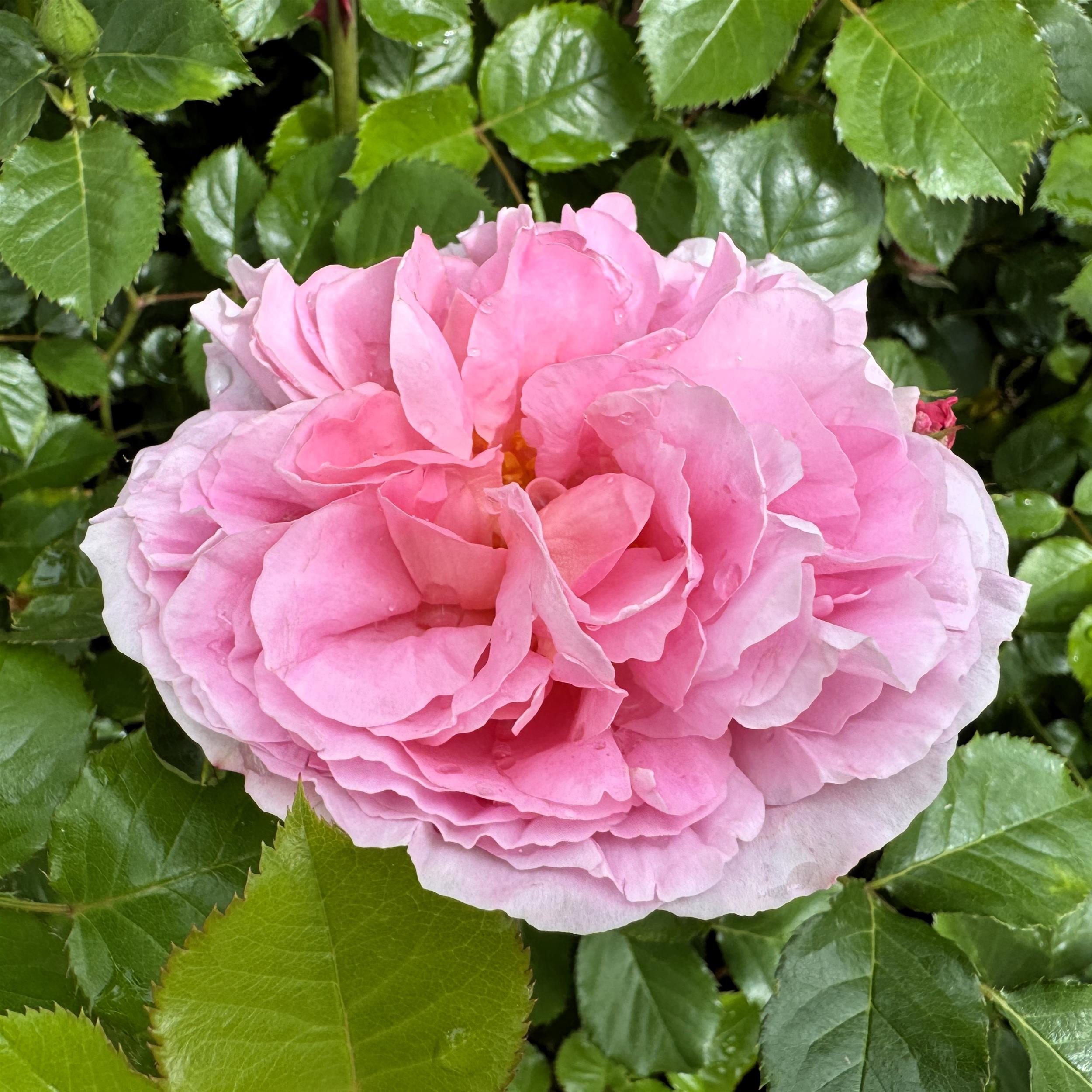Delia