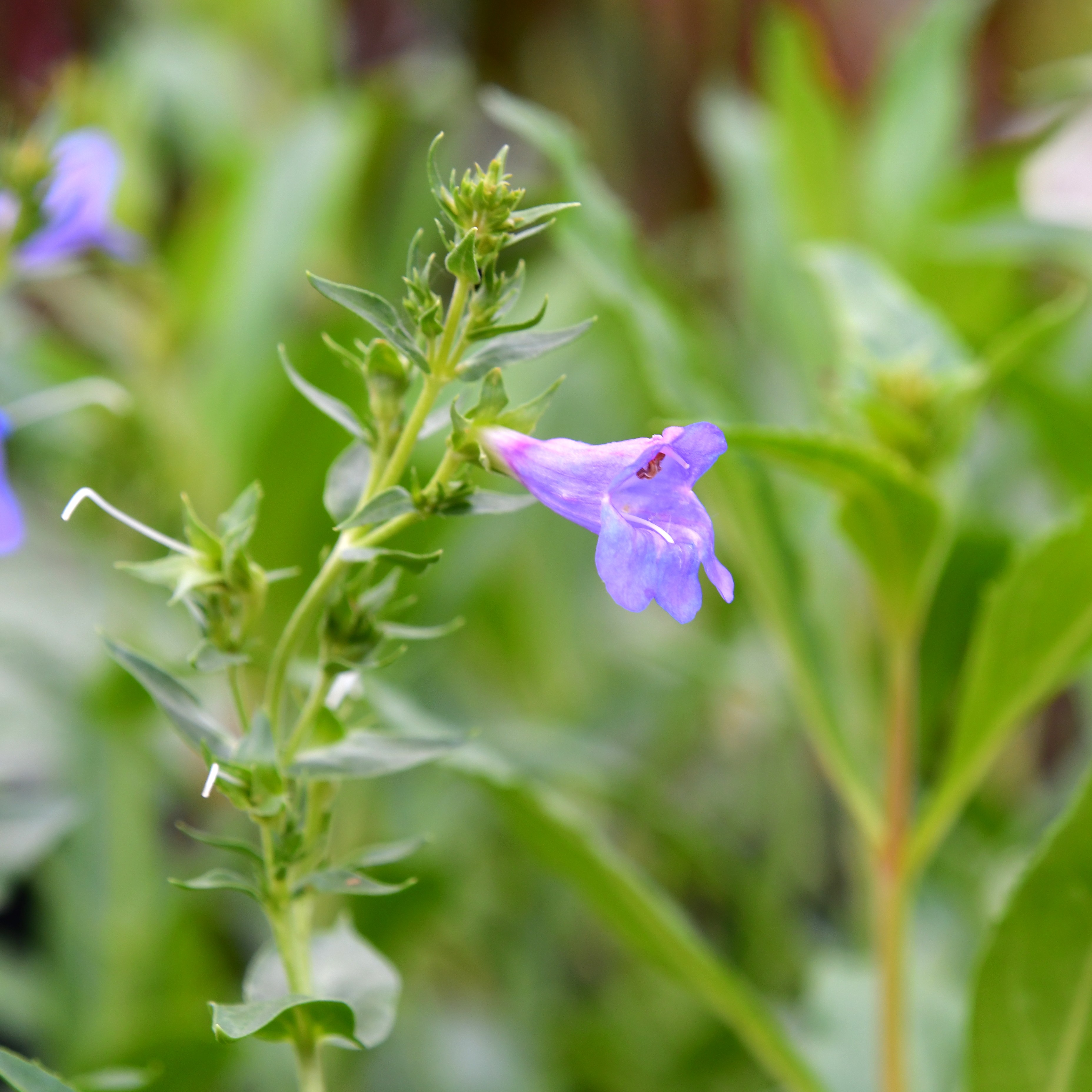 Penstemon scouleri 'Catherine de la Mare' 1L