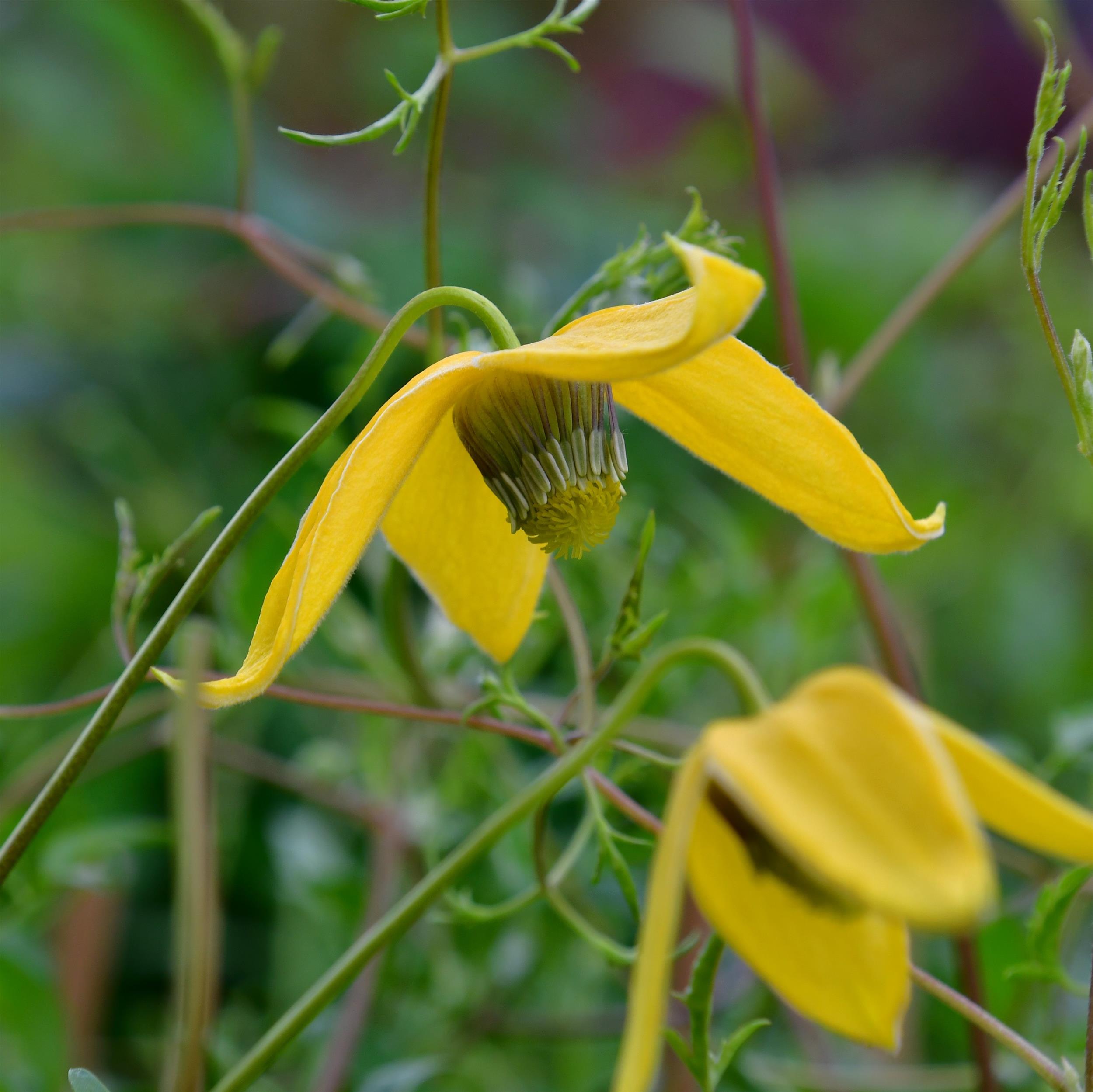 Clematis tangutica 'Helios'