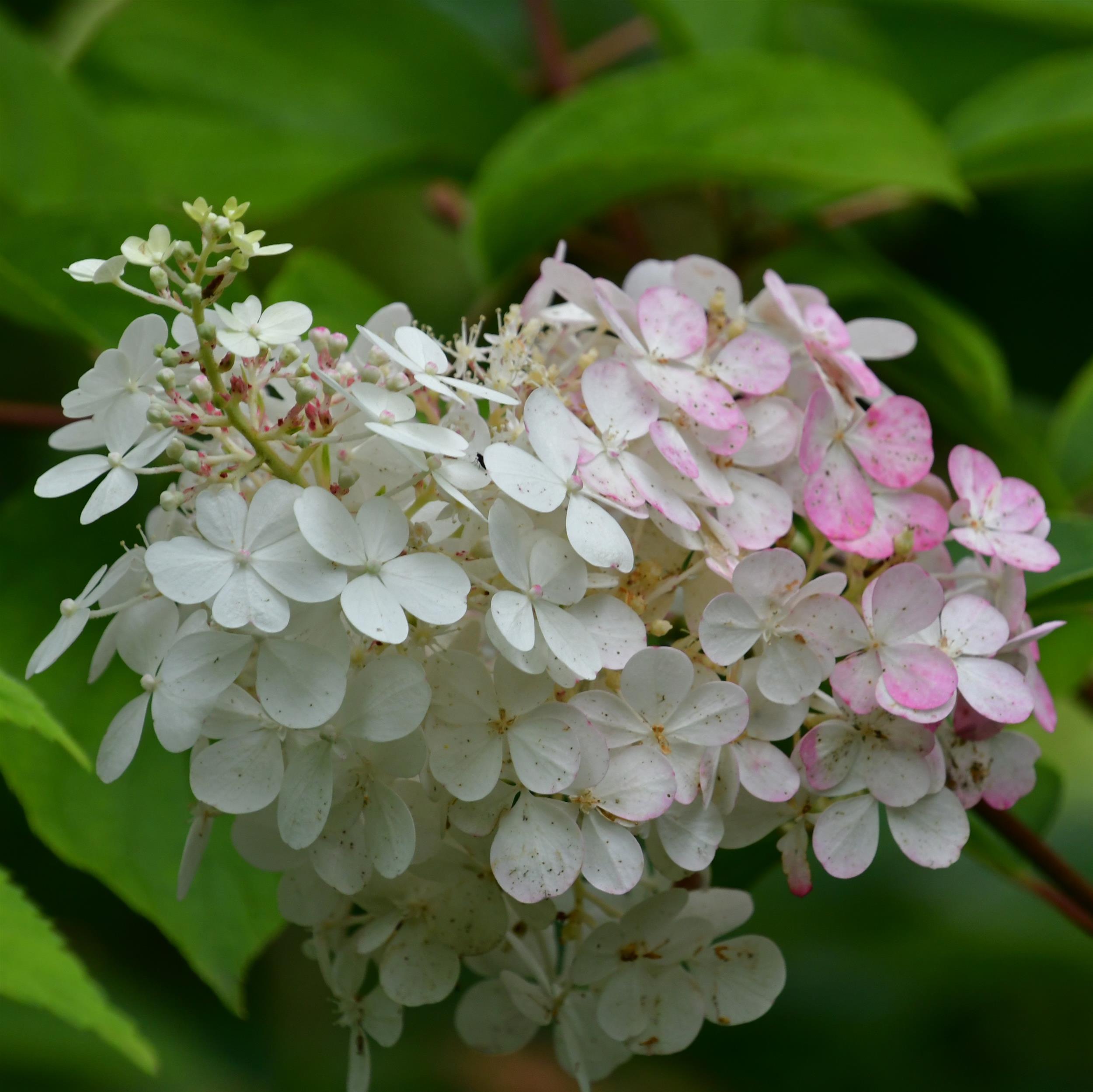 Hydrangea paniculata 'Vanille Fraise'  -R-