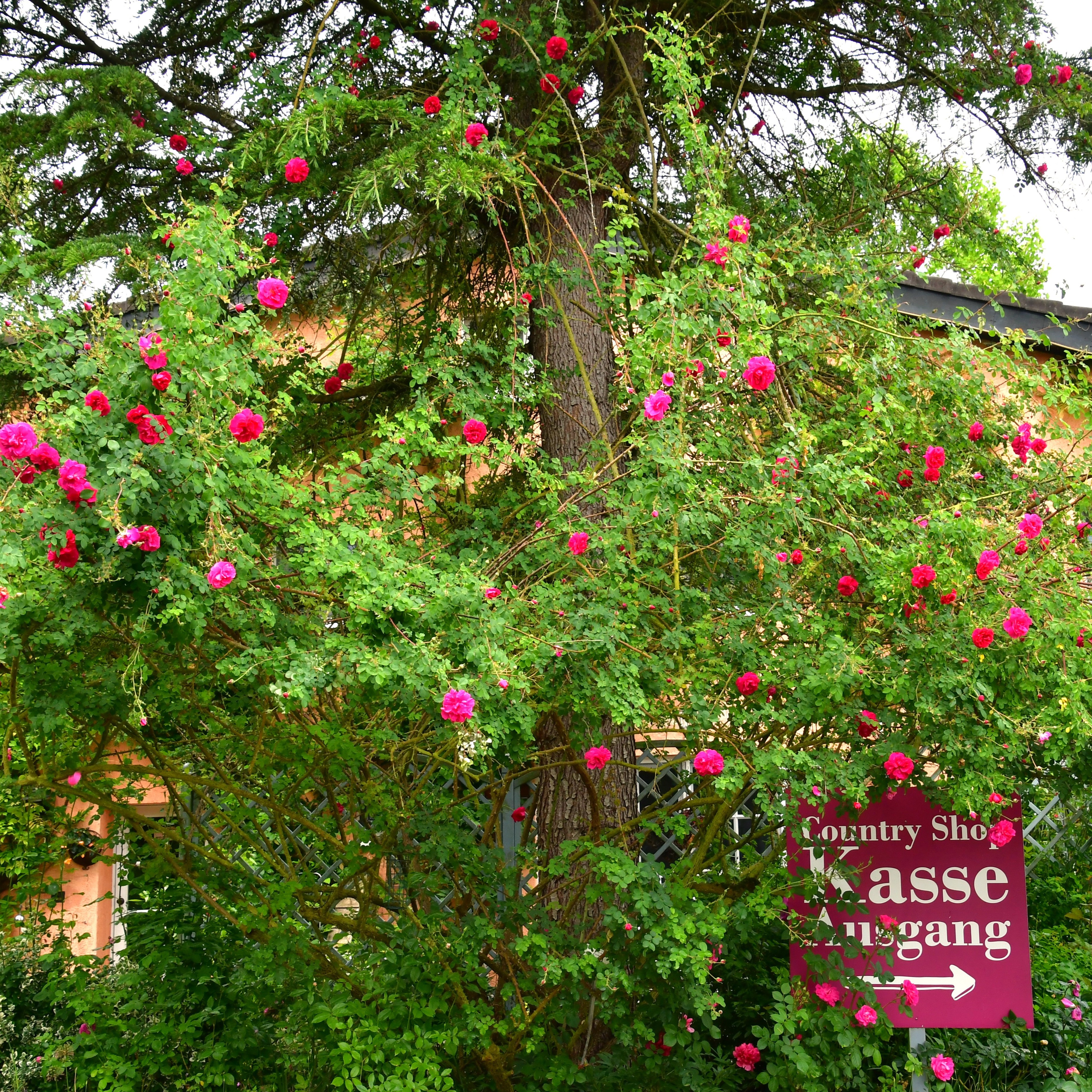 Cerise Bouquet
