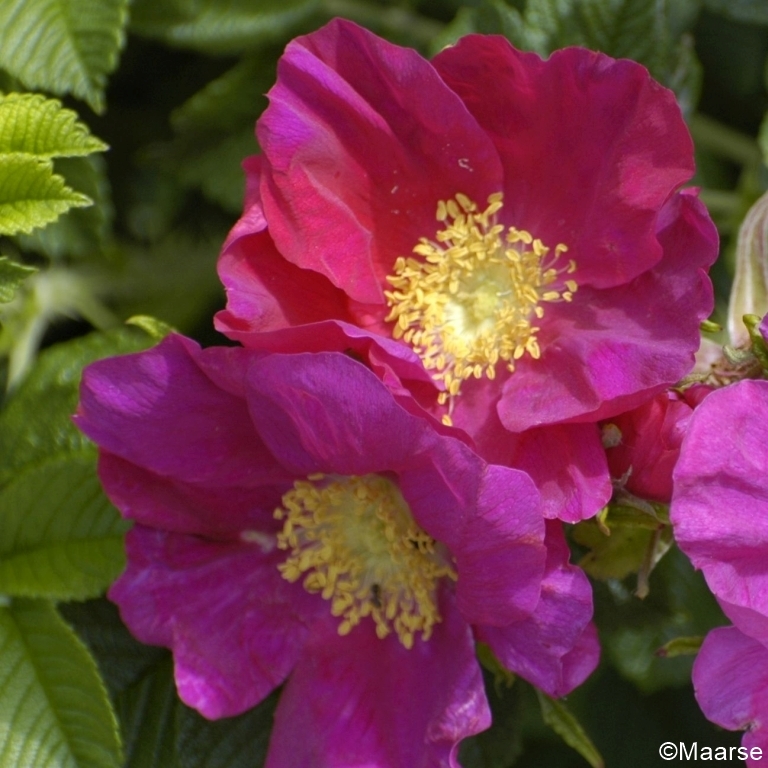 Rosa rugosa