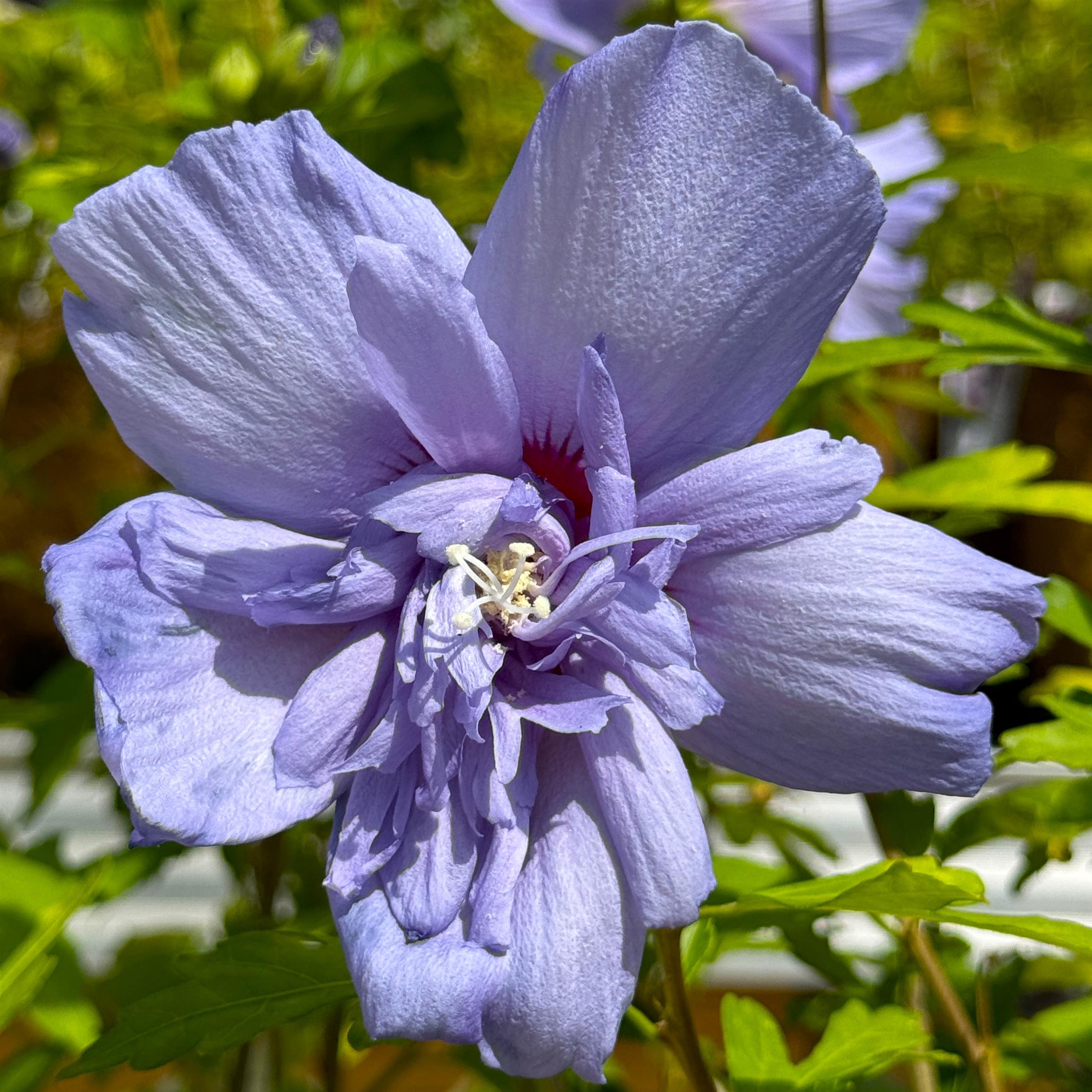 Hibiscus 'Blue Chiffon' C3