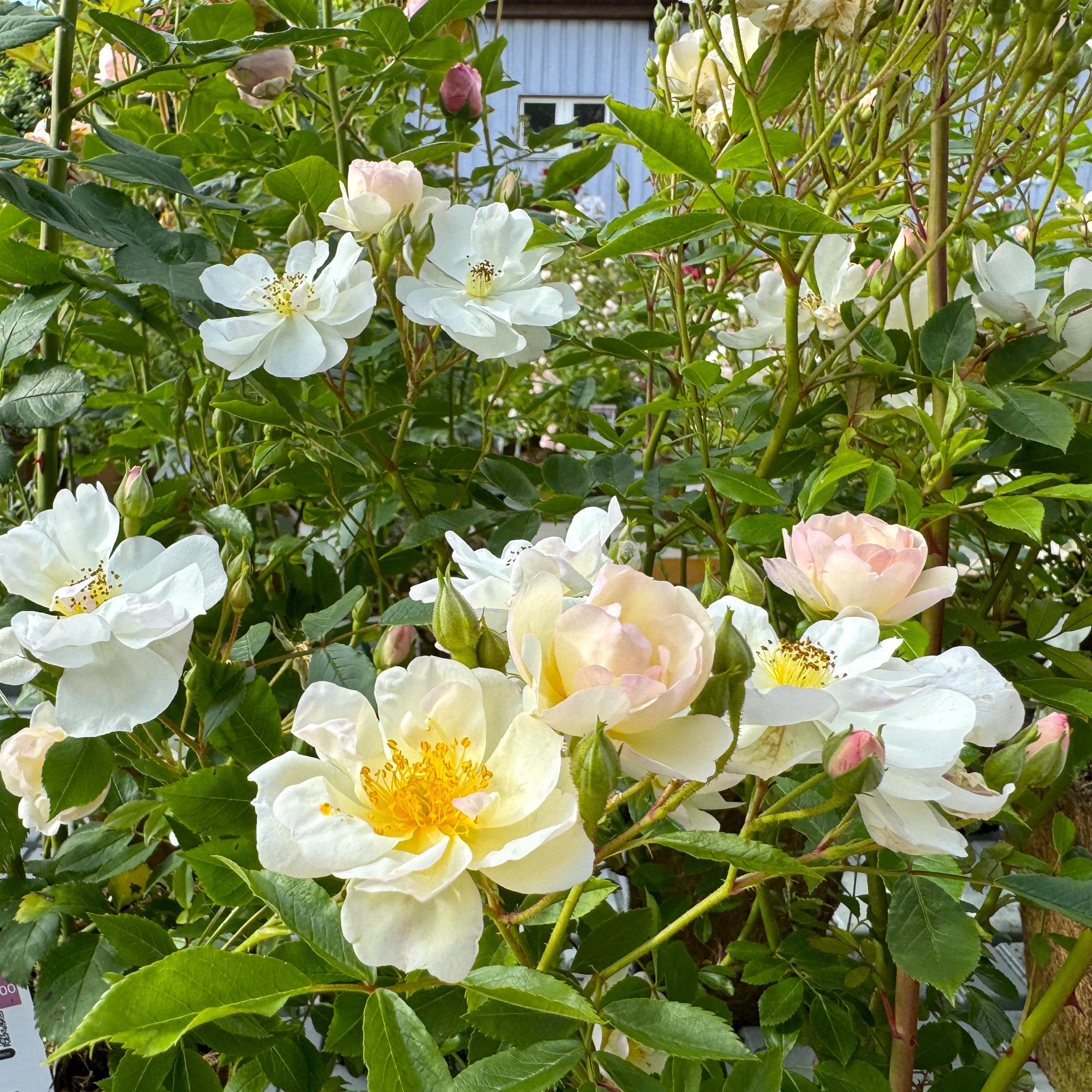 Moschata-Hybriden
