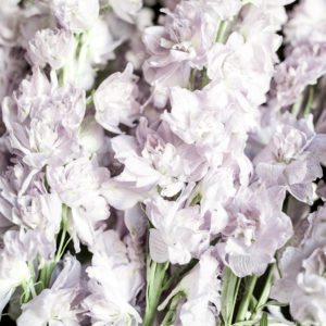 Delphinium conaolida "Fancy Smokey Eyes"