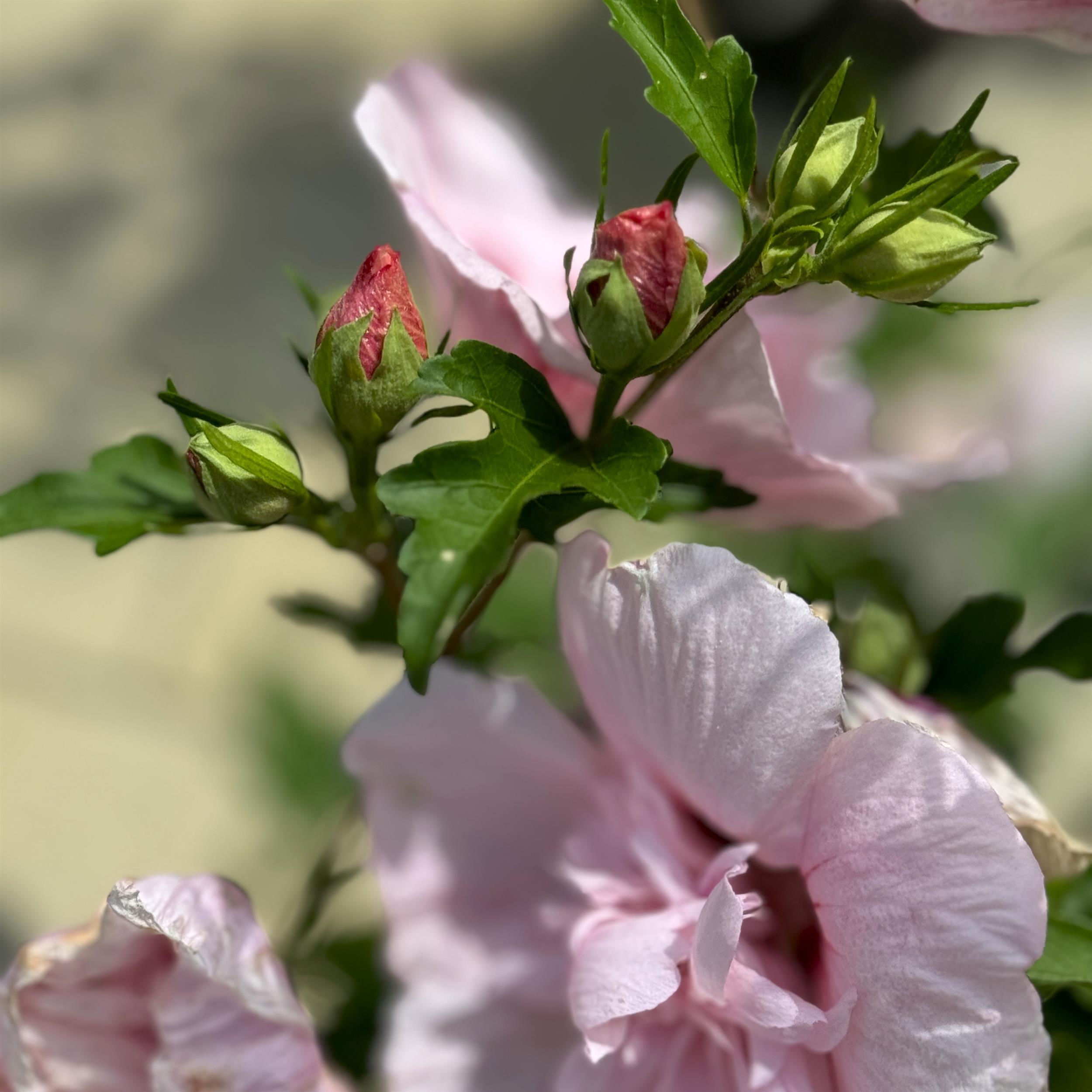 Hibiscus syriacus 'Pink Chiffon'
